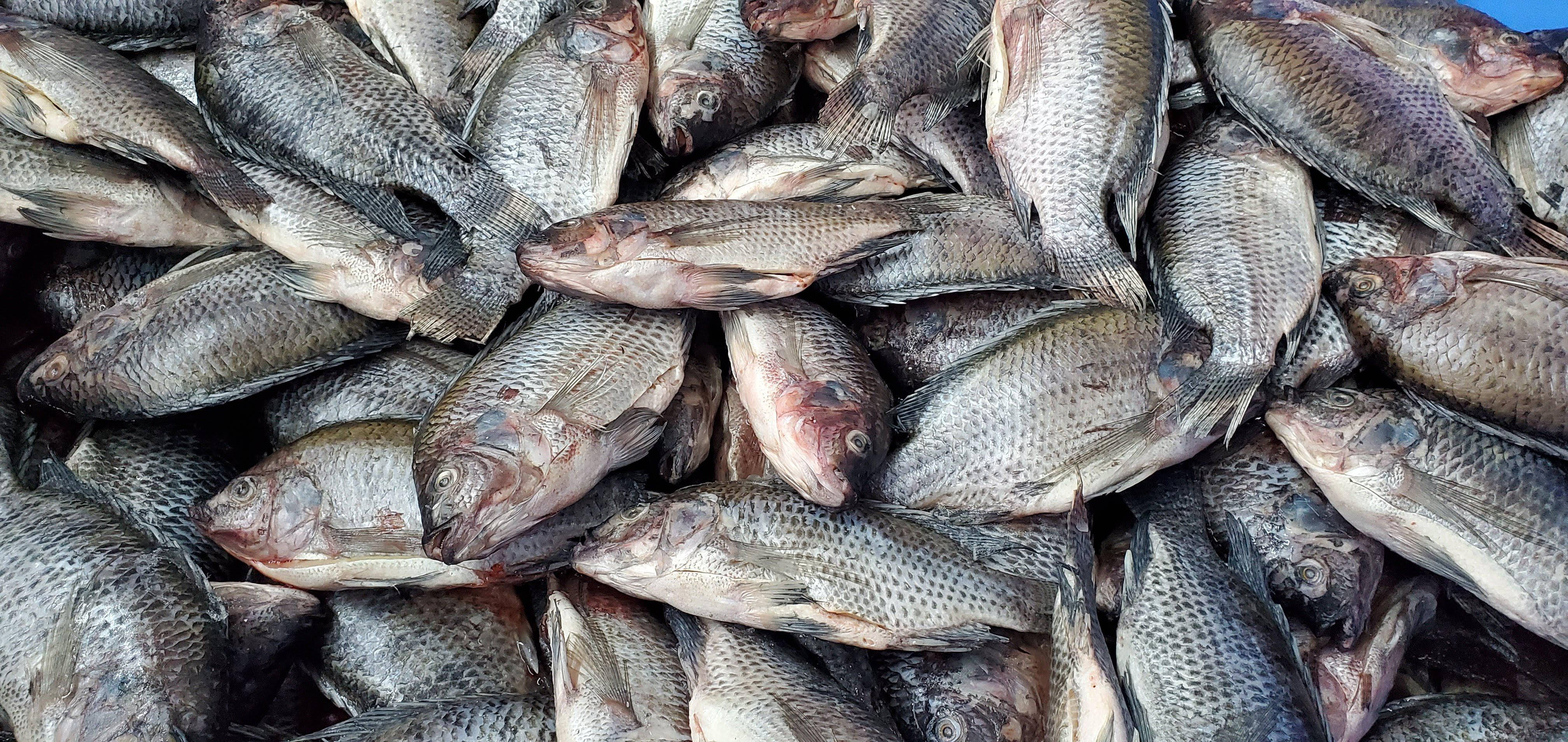 新鮮捕獲的海 bass 壁紙 — 在明亮日光下，一堆密集的乾魚，帶有紋理鱗片和大地色調。