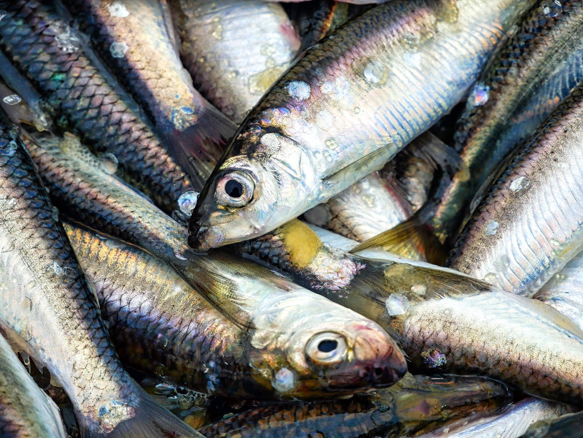 新鮮捕獲的鯡魚 壁紙 — 閃亮新鮮魚類的微距特寫，魚鱗呈現彩虹色澤，魚眼濕潤，堆疊在一起。