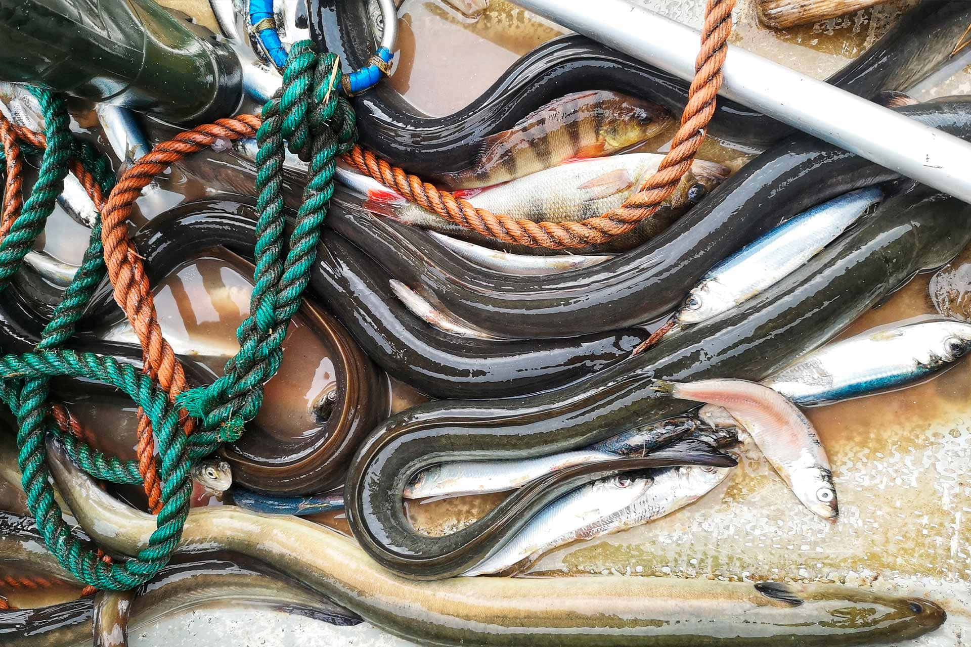 Eel 桌布 壁紙 — 新鮮捕獲的鰻魚和魚纏繞在綠色和橙色的繩索上，位於濕漉漉的船甲板。