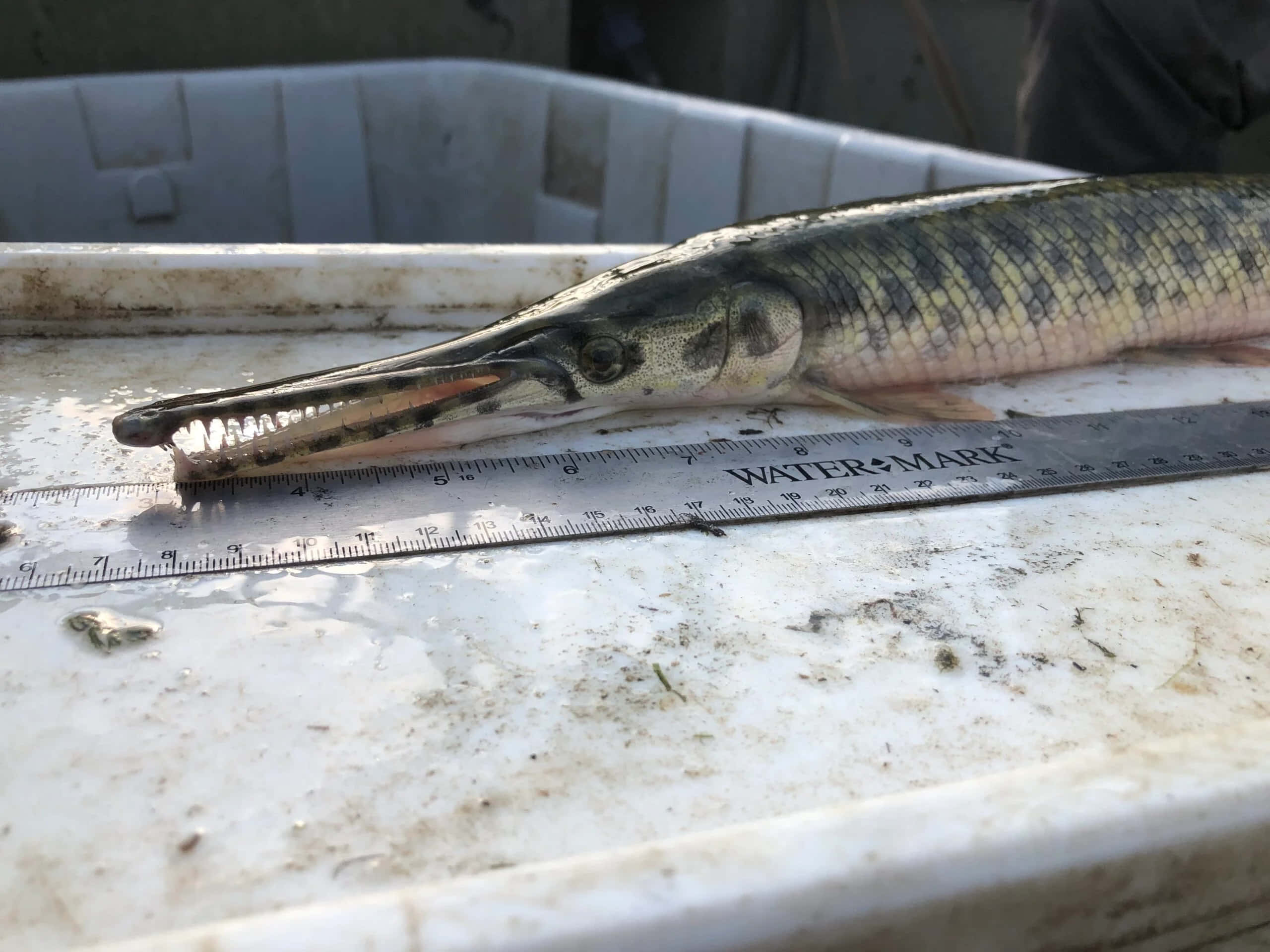 新鮮捕獲的鱗鰭魚 壁紙 — 一條長鼻雀鱔躺在白色膠桶內的捲尺上，展示其驚人長度和長滿牙齒的下巴。