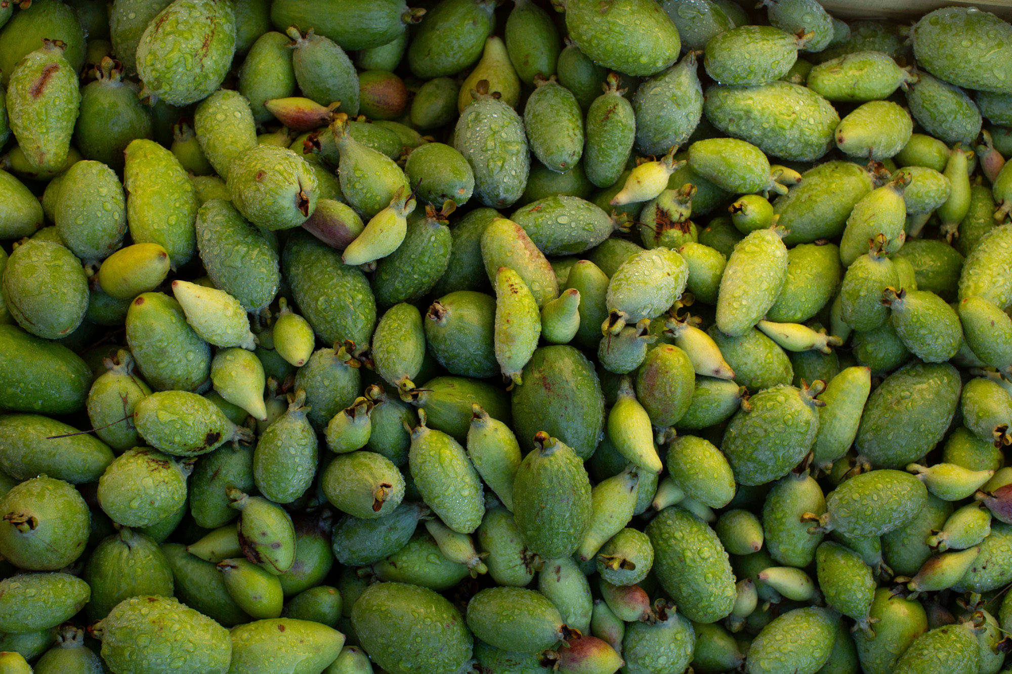 新鮮採摘的 Feijoa 堆積 壁紙 — 新鮮綠色菲油果的近距離特寫，在充滿活力的天然堆中閃爍著露珠。