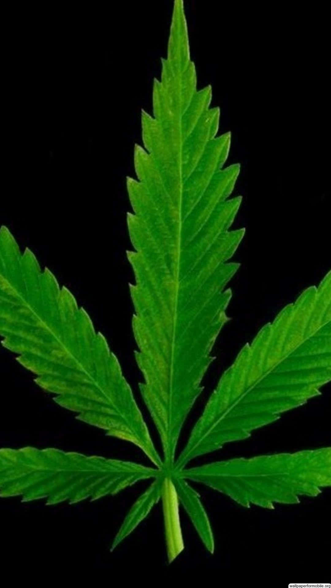 黑色背景上綠色大麻葉的特寫。