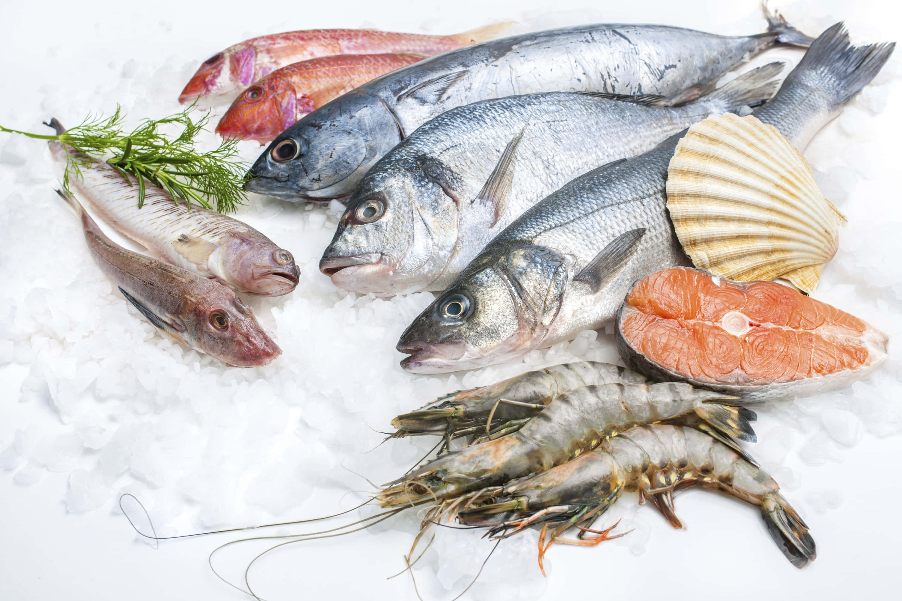 Seafood 桌布 壁紙 — 新鮮海鮮，包括魚、蝦和三文魚片，排列在碎冰上，配以蒔蘿枝和扇貝殼。
