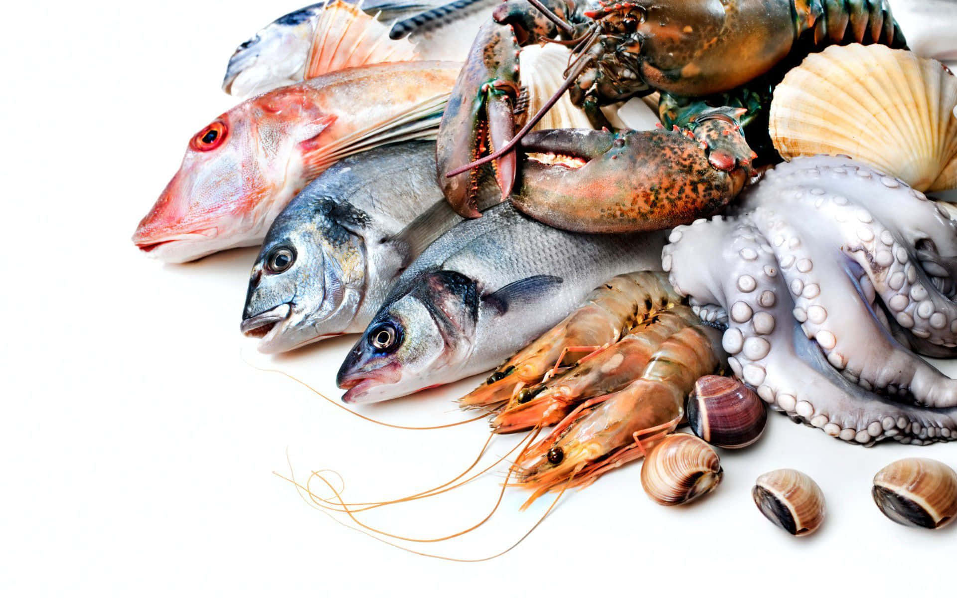 Seafood 桌布 壁紙 — 新鮮海鮮包括魚、龍蝦、蝦和八爪魚，整齊排列在潔淨的白色背景上。