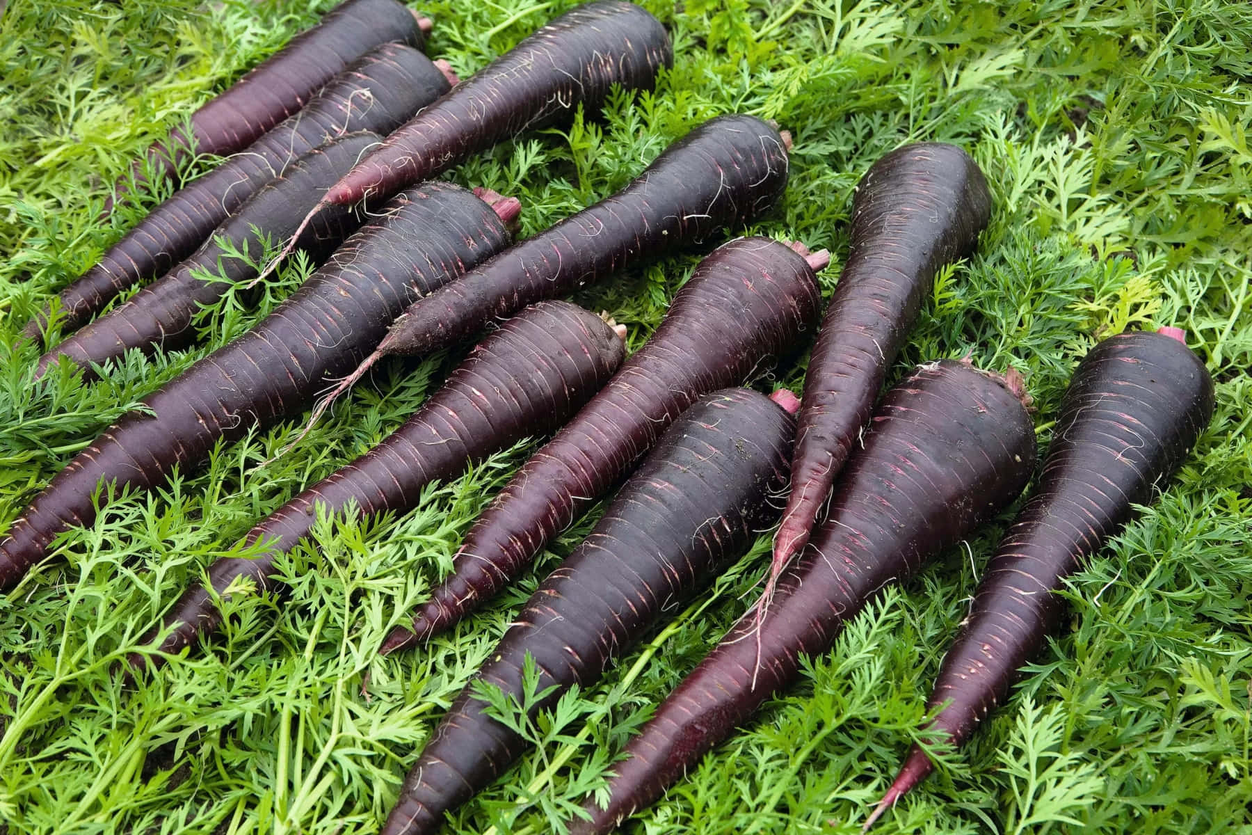 Purple Carrots 桌布 壁紙 — 新鮮深紫色甘筍帶綠色頂部，放在鮮綠色葉片上，特寫自然場景。