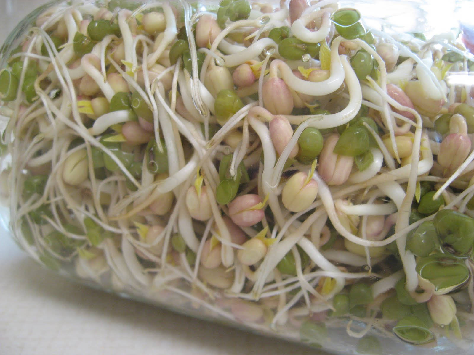 新鮮豆芽在透明容器中，帶有水珠。