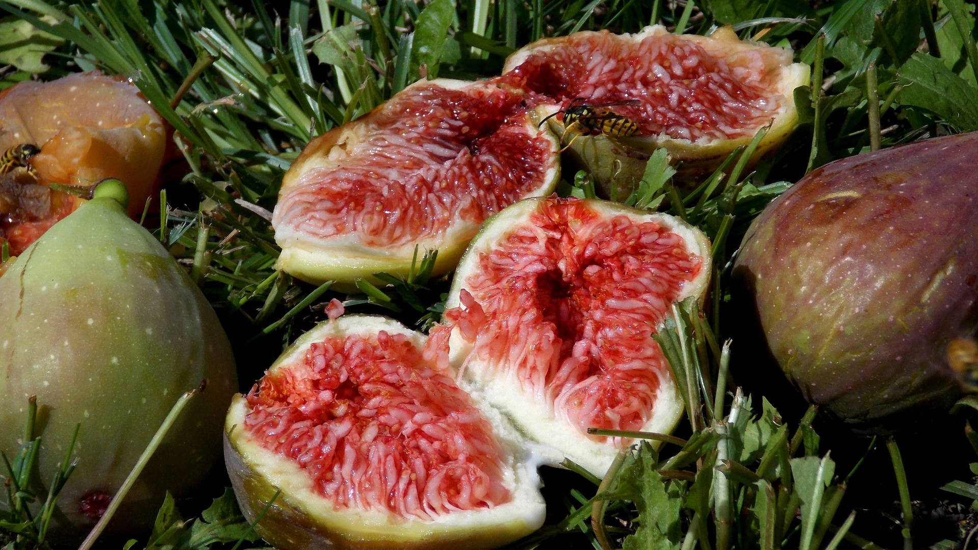 切片無花果（粉紅色果肉）和完整無花果放在草地上，有蜜蜂