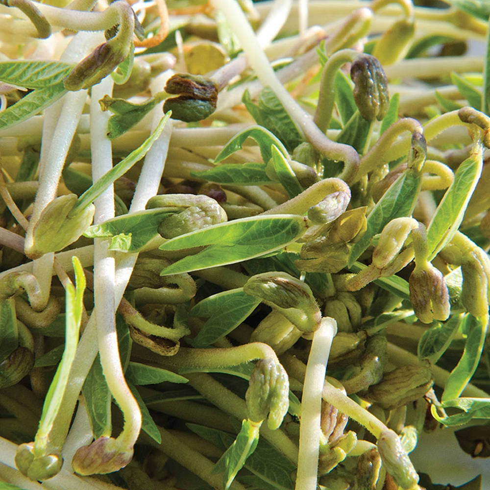 新鮮綠豆芽，白色莖部和小葉子。