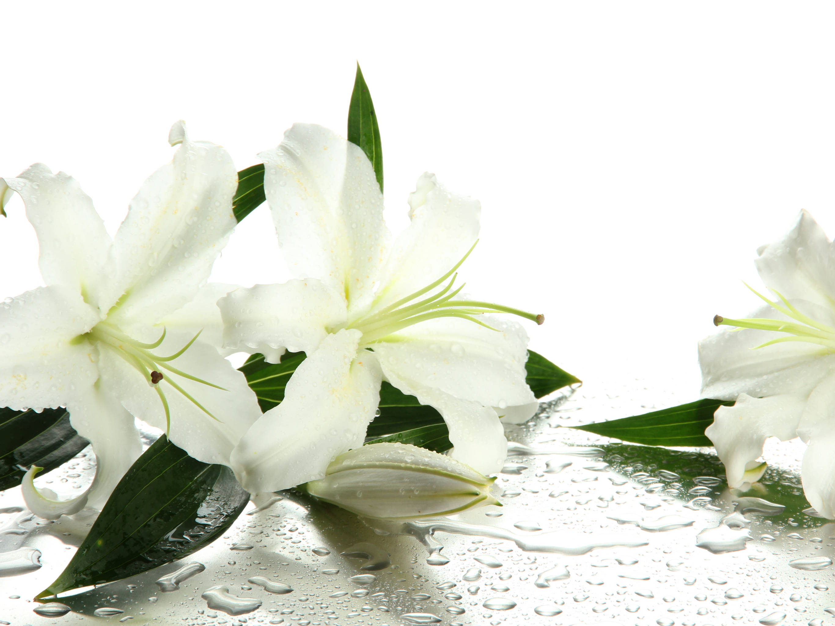 新鮮白百合花 壁紙 — 白色百合花帶有露珠，停留在濕潤的反光表面上，背景為明亮的白色。