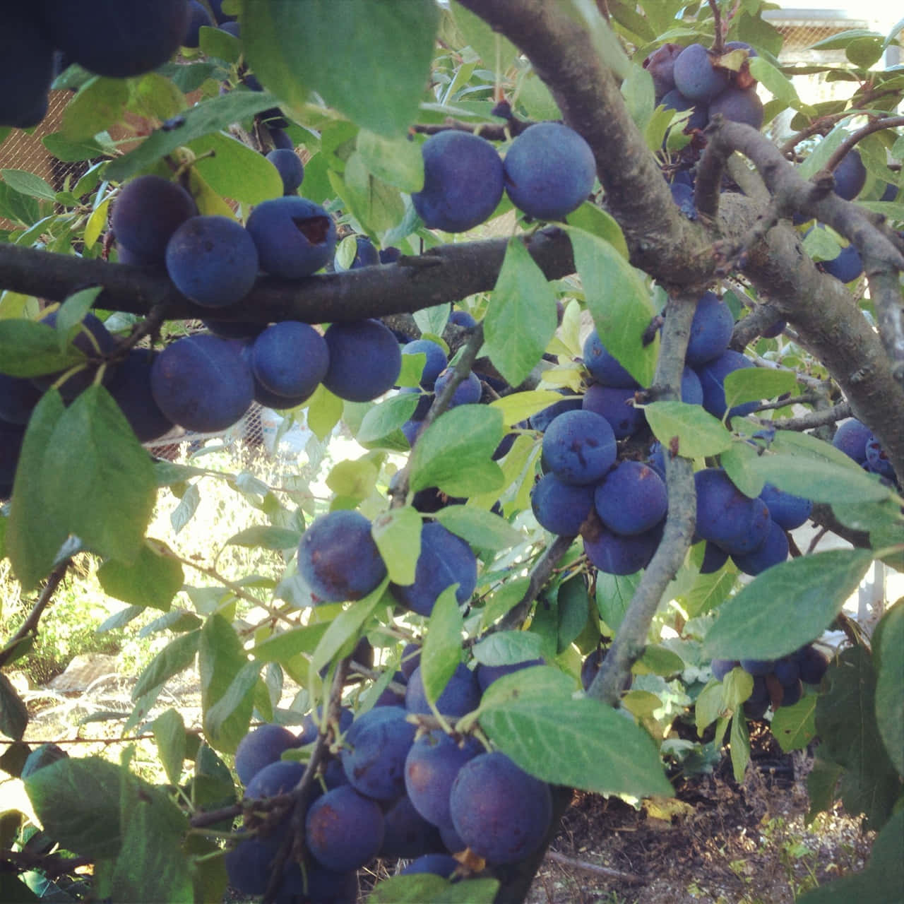 新鮮的 Damson 梅子沐浴在陰影中 壁紙 — 成熟的紫色李子密集地掛在陽光普照的樹枝上，周圍環繞著鮮綠色的葉子。