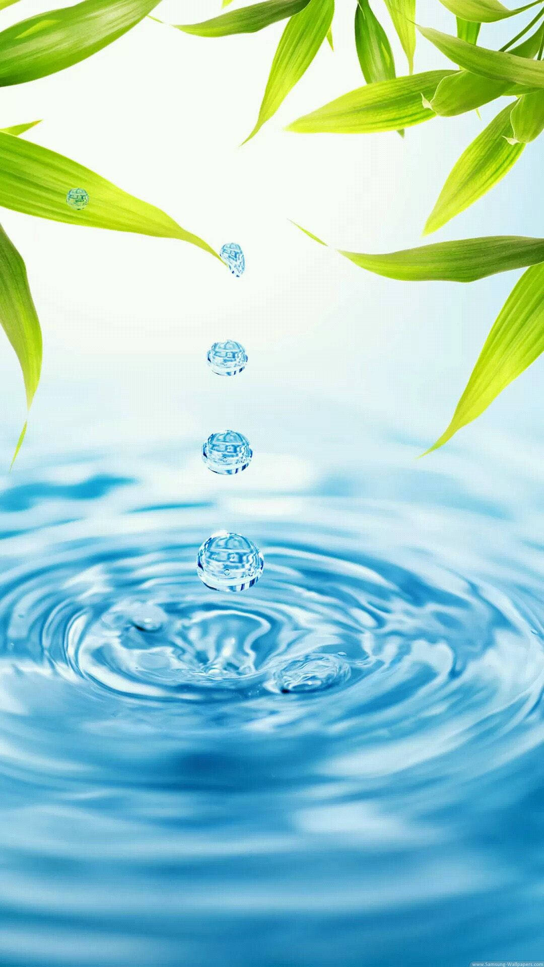 手機 桌布 壁紙 — 新鮮的綠色竹葉將清澈的水滴滴入下方漣漪的藍色水池中。