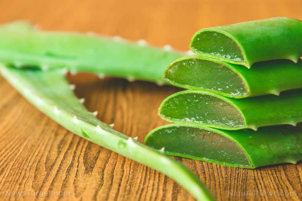 Aloe Vera 桌布 壁紙 — 新鮮的綠色蘆薈葉片帶有鋸齒邊緣，放置在溫暖的木質表面上，顯示出內部的凝膠。