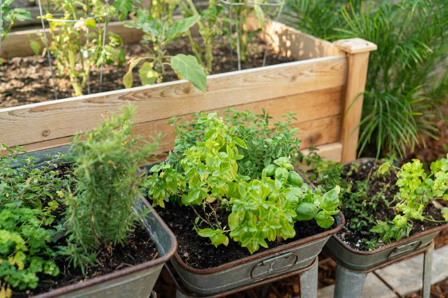 Herb Garden 桌布 壁紙 — 新鮮的綠色香草放在鍍鋅金屬容器中，旁邊是一個木製的高架花園床，裡面種滿了茂盛的植物。