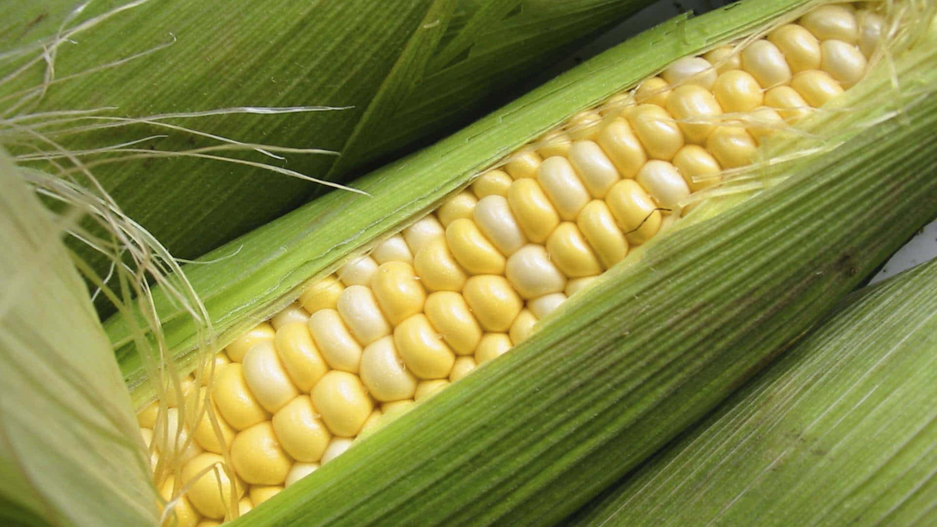 Corn 桌布 壁紙 — 新鮮粟米芯嘅特寫，黃色同白色嘅粟米粒喺綠色外皮之間露出嚟。