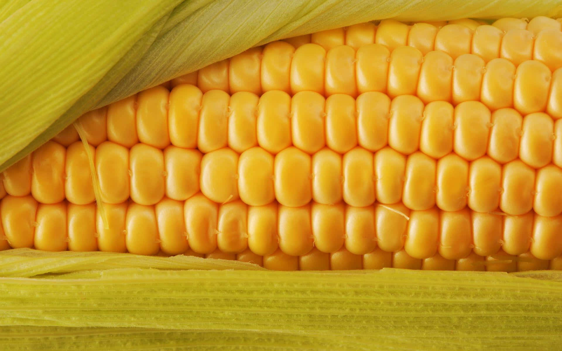 Corn 桌布 壁紙 — 新鮮粟米芯的特寫，鮮黃色的粟米粒從綠色外殼中探出頭來。