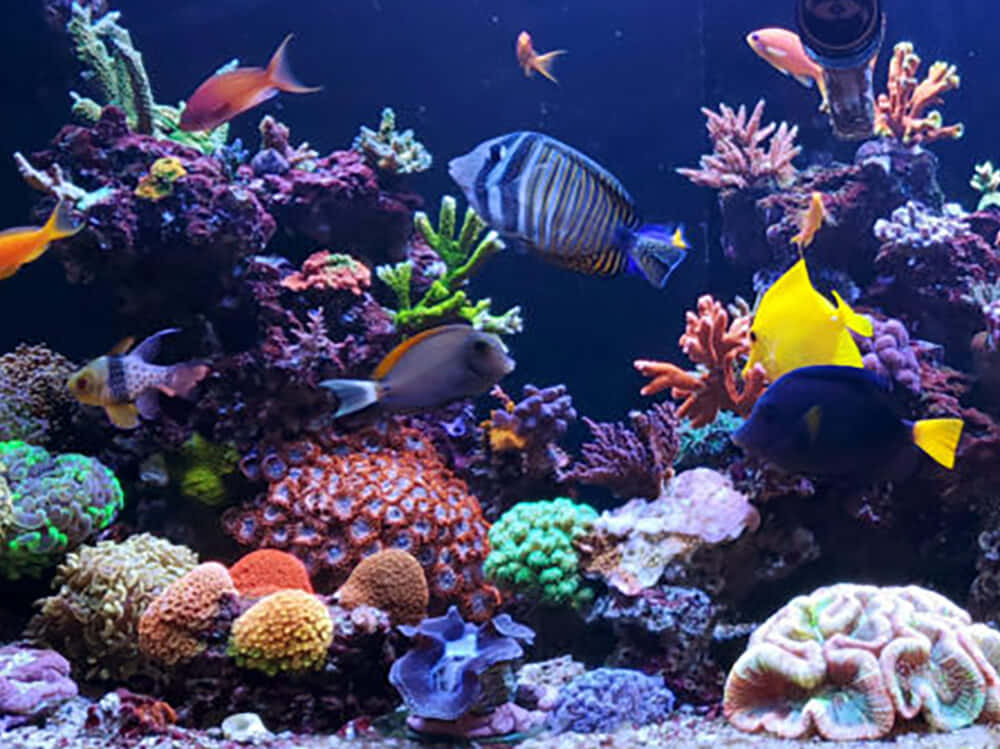 色彩繽紛的熱帶魚在鮮豔的珊瑚間游動於水族館中。