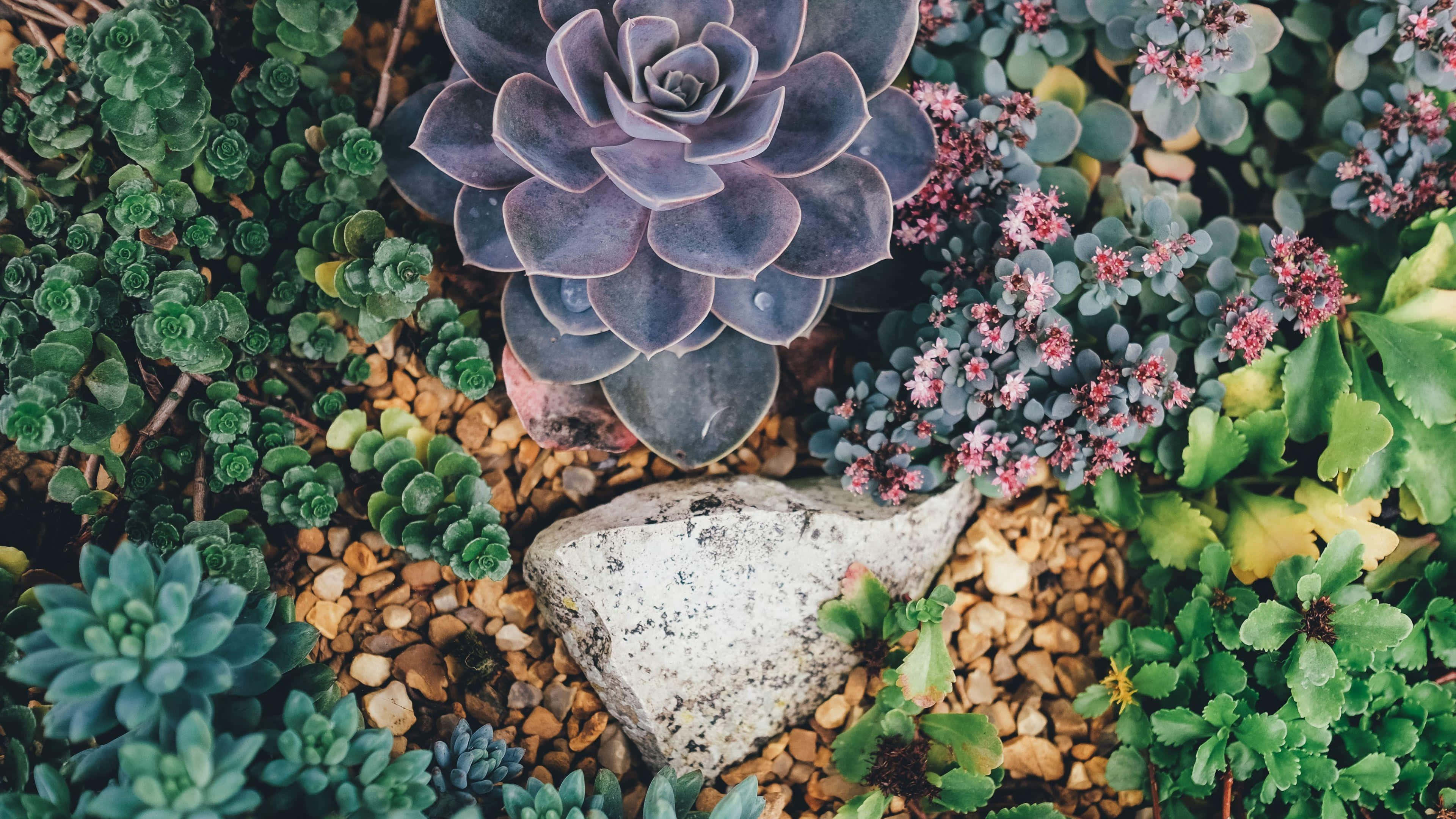 新鮮花園多肉植物圖 壁紙 — 紫色多肉植物的特寫，周圍環繞著綠色葉子、粉紅色花朵和鵝卵石，前景有一塊灰色岩石。