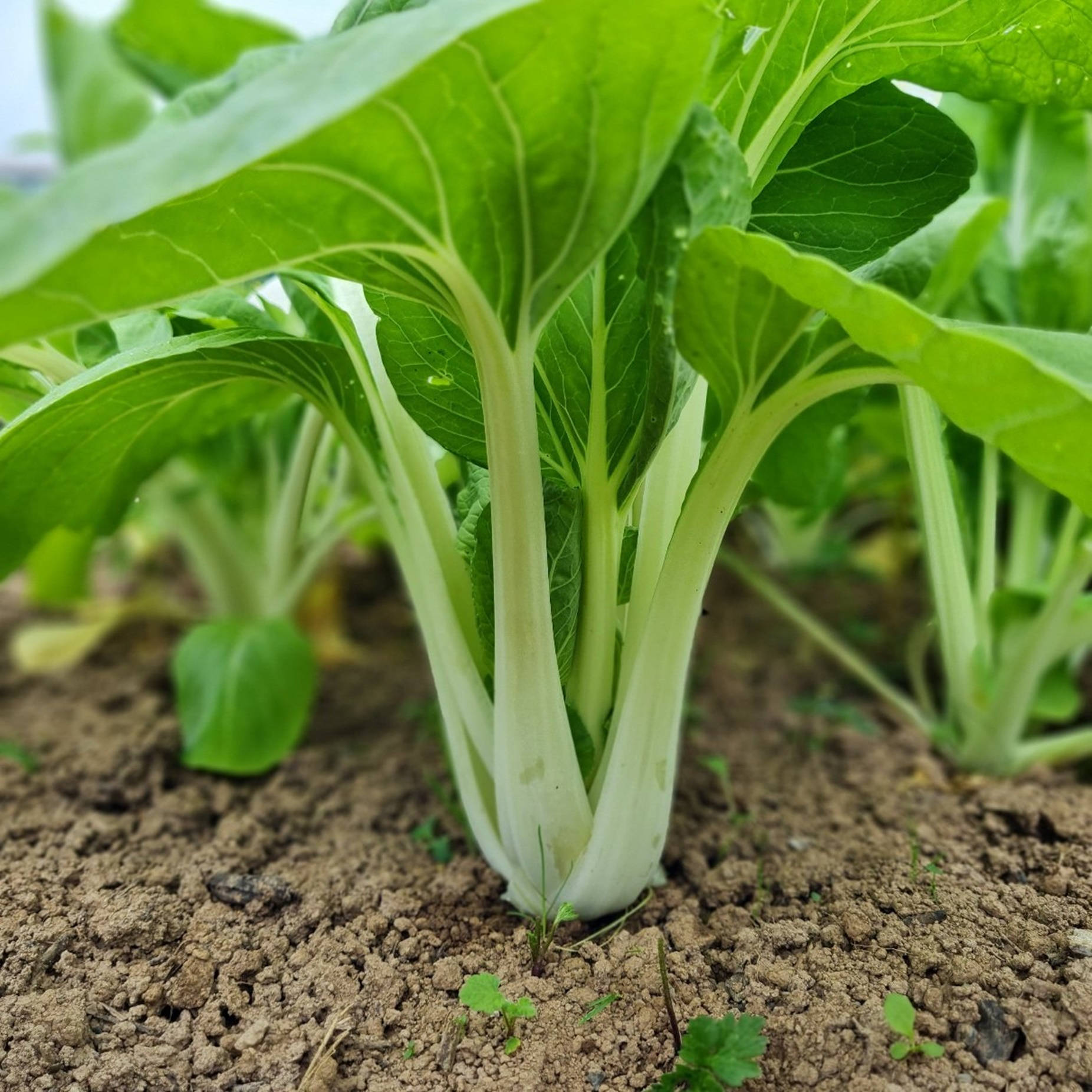 新鮮青菜在花園土壤中生長的近距離特寫。