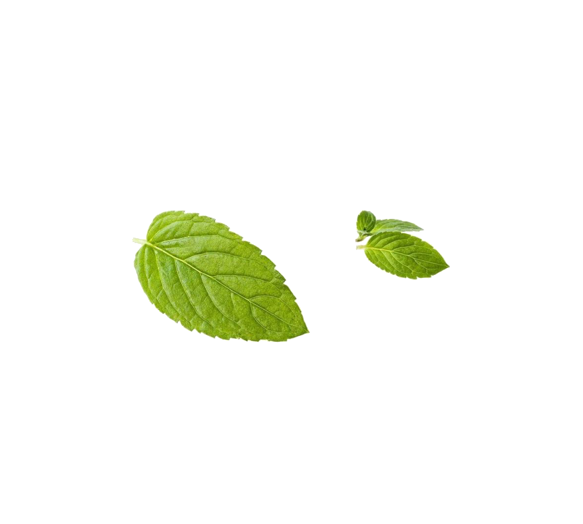新鮮薄荷葉青綠背景 壁紙 — 兩片充滿活力的綠色薄荷葉，邊緣呈鋸齒狀，葉脈清晰可見，孤立在純白色背景上。