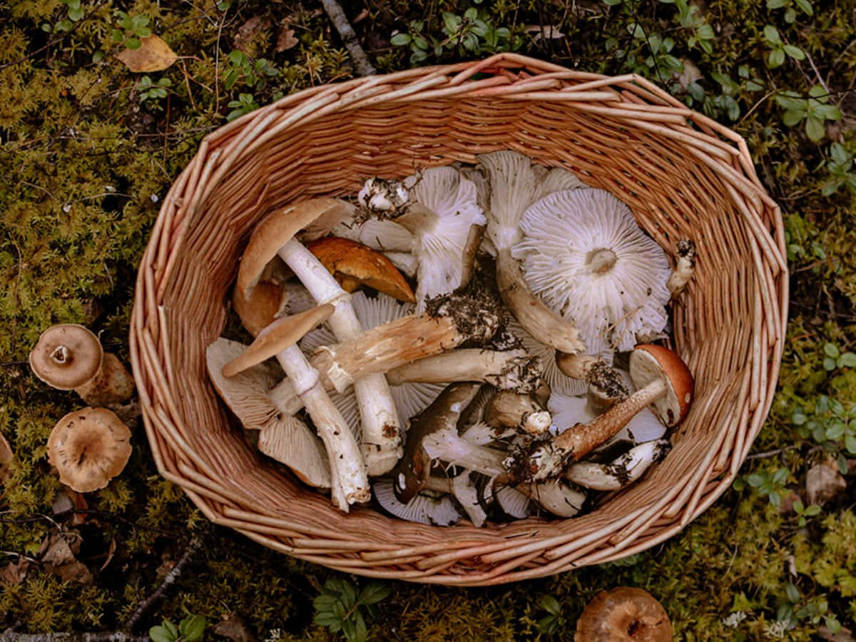 新鮮蘑菇種類圖片 壁紙 — 一個裝滿新鮮採摘蘑菇的編織籃子，放在苔蘚和森林地面的落葉上。