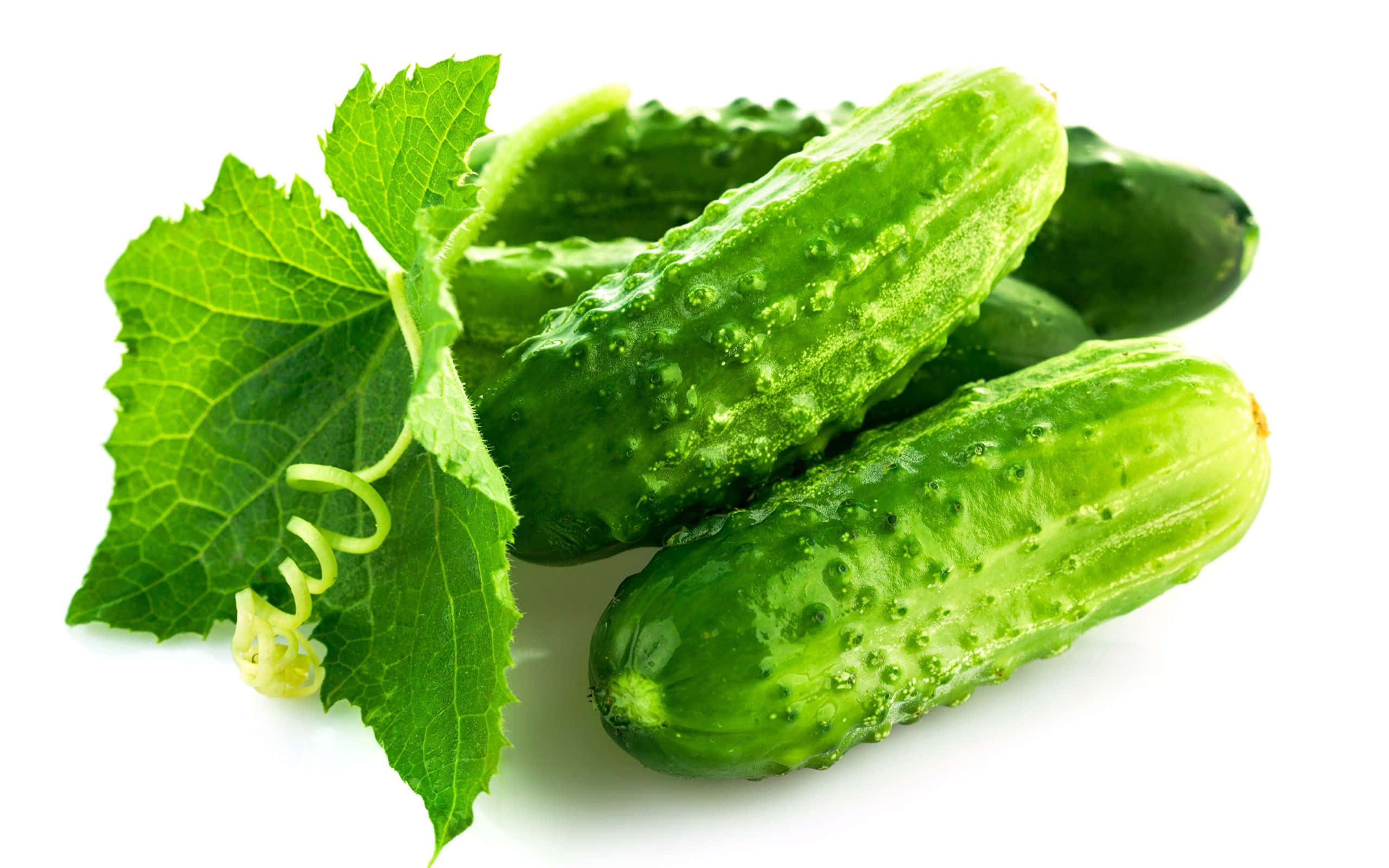 cucumber 桌布 壁紙 — 新鮮青瓜帶有露珠和葉藤，襯以純白背景。
