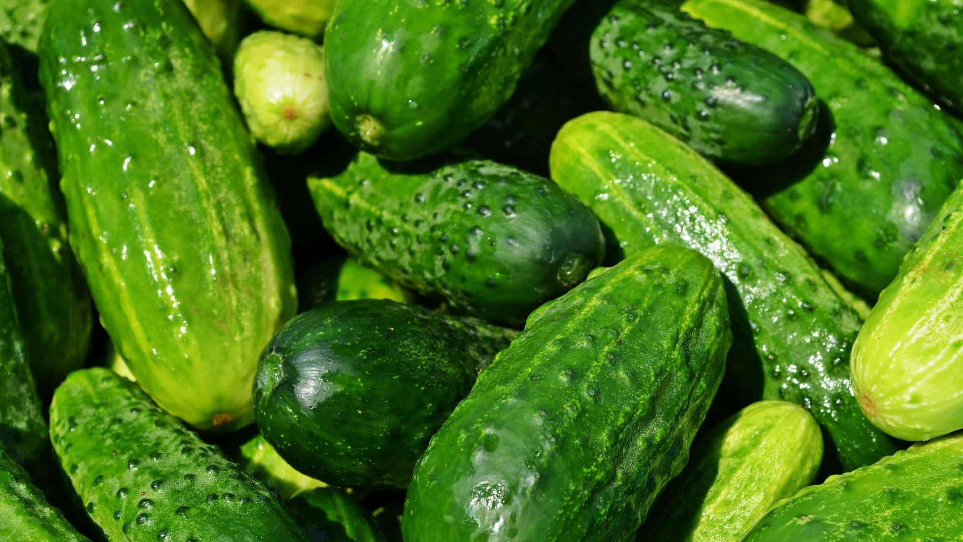 cucumber 桌布 壁紙 — 新鮮青瓜的特寫，在明亮陽光下水珠閃閃發光。