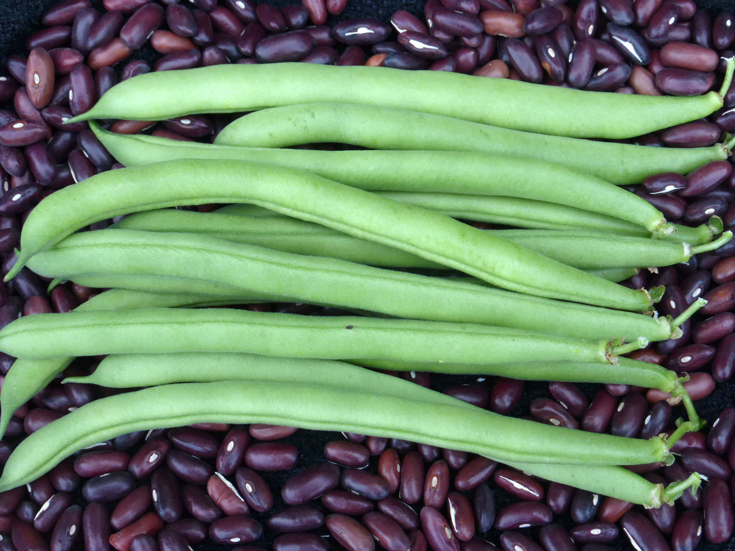 beans 桌布 壁紙 — 新鮮青豆放在深紅腰豆床上嘅特寫相片。