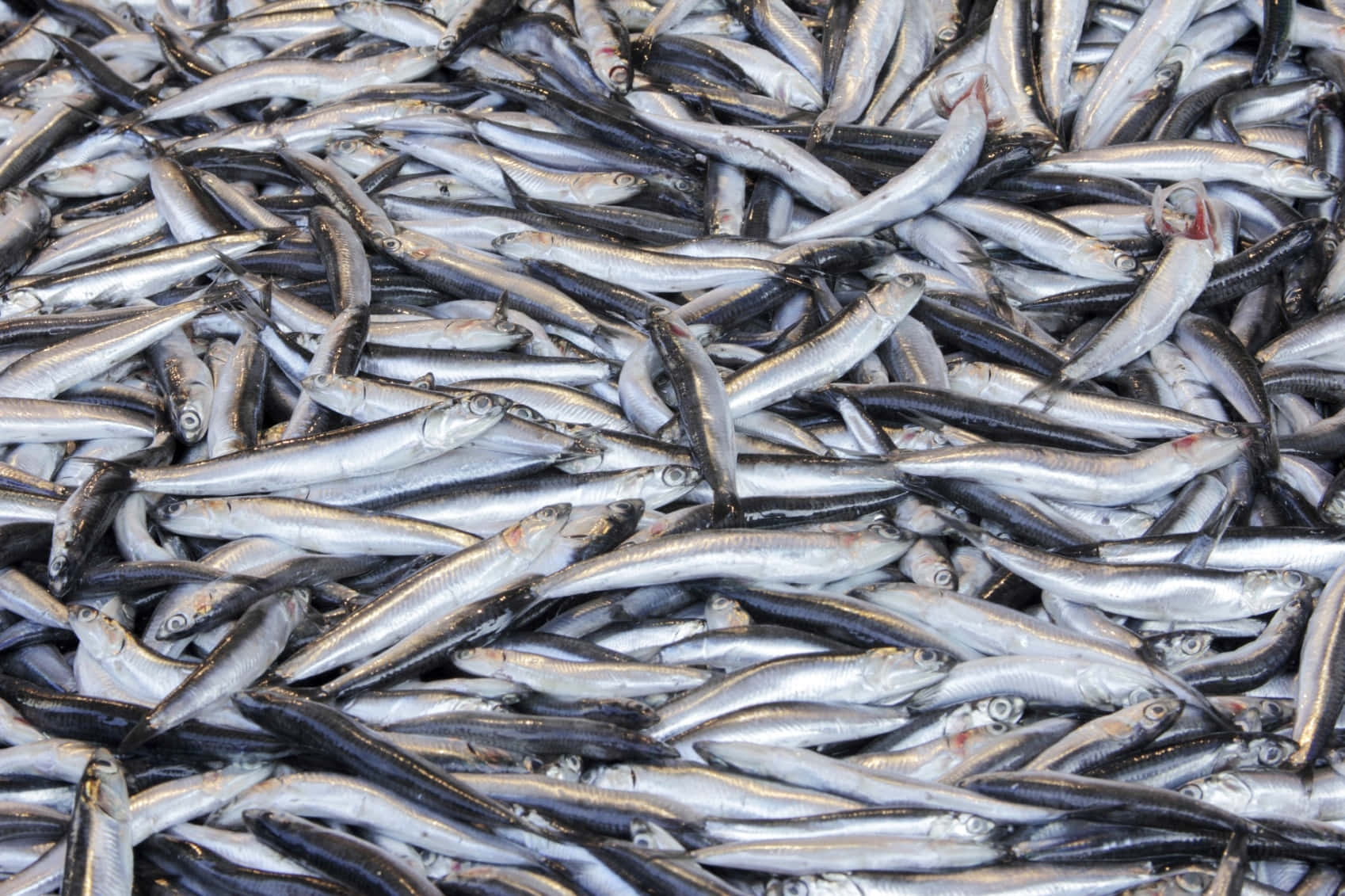 新鮮鯷魚捕獲 壁紙 — 在市場環境中，一堆密集的小銀魚，背部深色，鱗片閃亮，充滿了畫面。