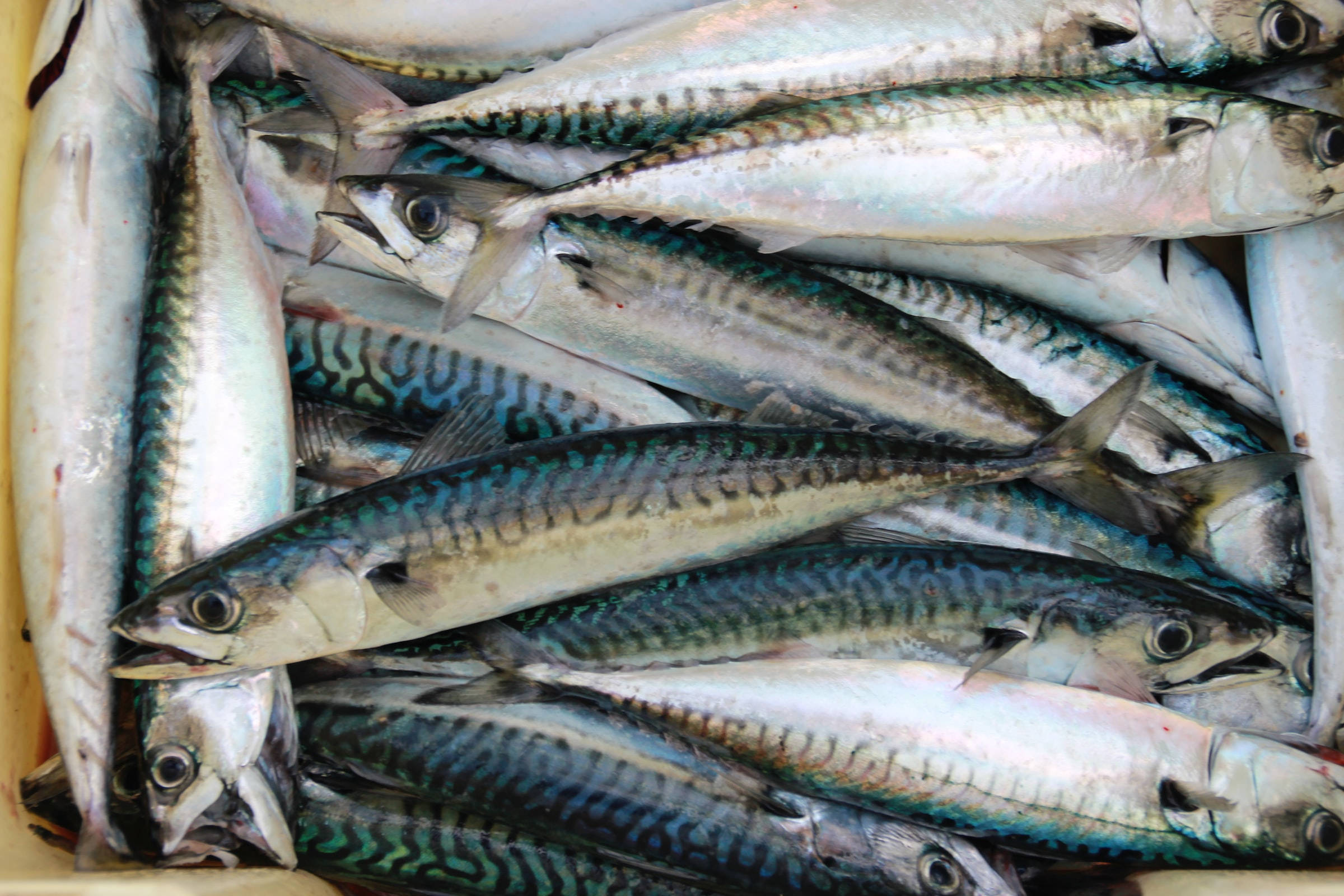 新鮮鰹魚箱 壁紙 — 新鮮鯖魚堆放在黃色容器中，呈現銀色鱗片和深藍色條紋。