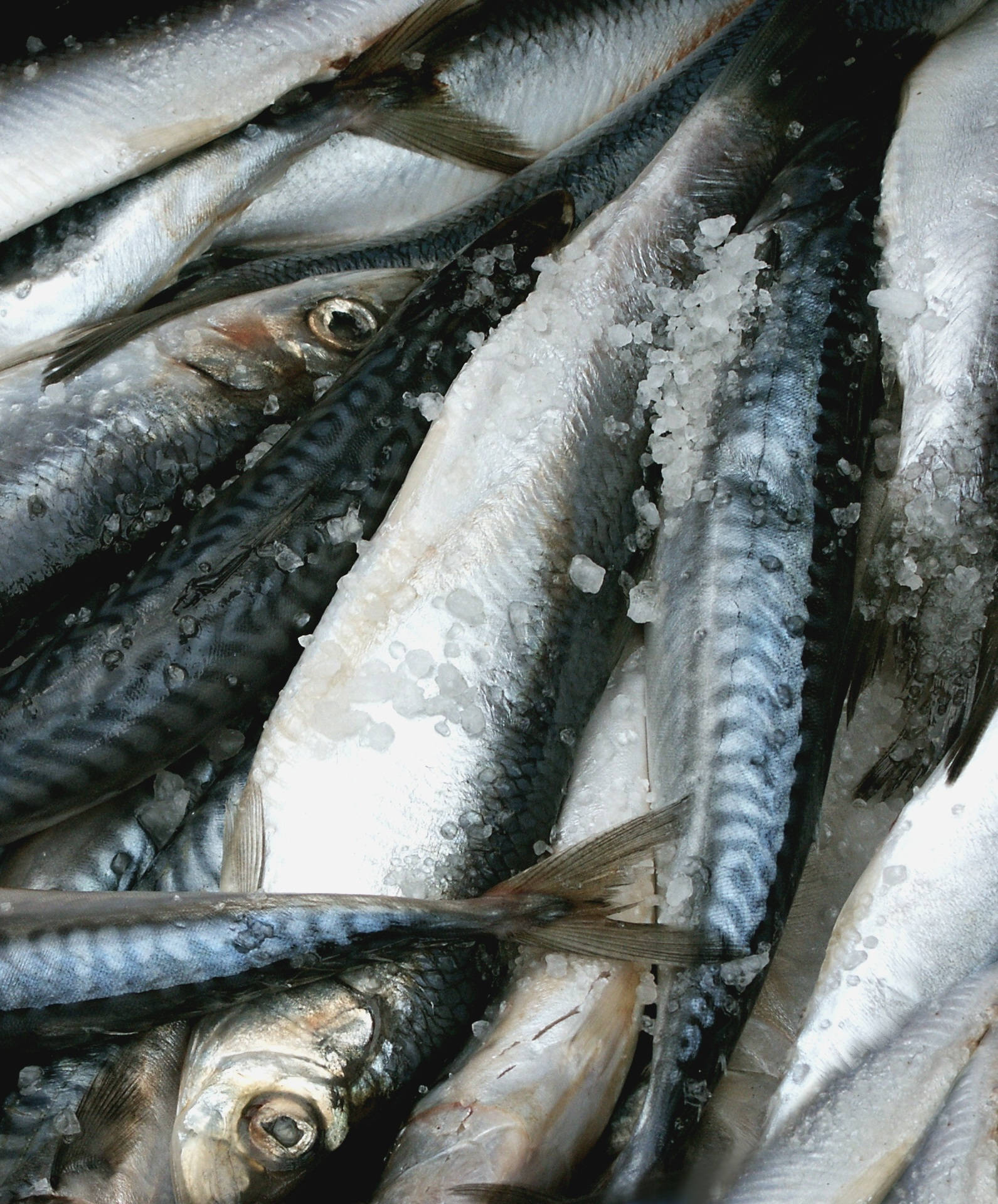 新鮮鹽漬鯡魚 壁紙 — 新鮮鯖魚堆疊著粗鹽和冰塊，在明亮光線下閃閃發光。