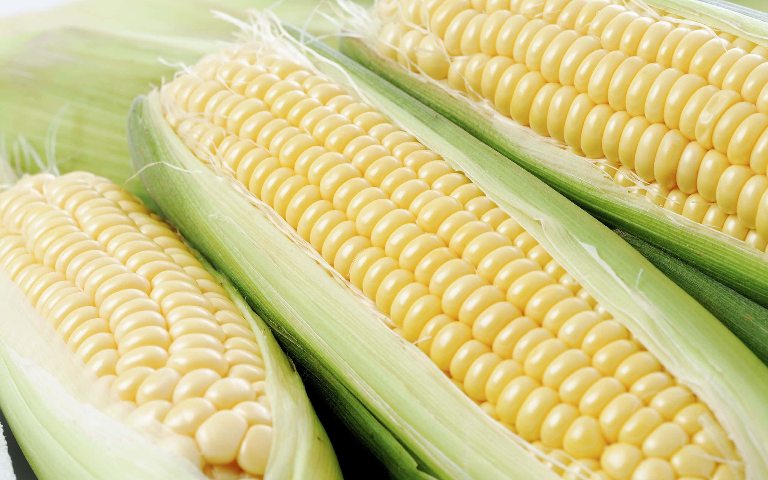 Yellow Corn 桌布 壁紙 — 新鮮黃色粟米棒的近距離特寫，綠色外皮被剝開，露出飽滿的粟米粒。