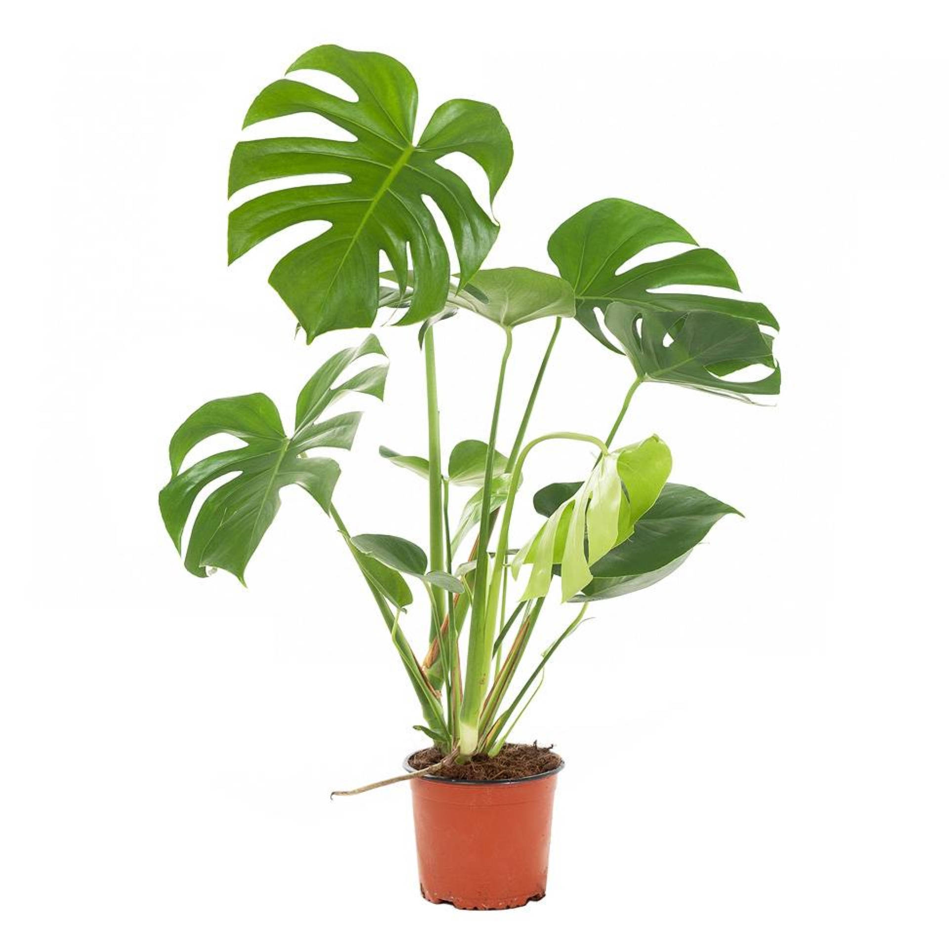 新鮮龜背芋植物 壁紙 — 一盆充滿活力的龜背竹，帶有大型開窗葉片，置於赤陶花盆中，背景為純白色。