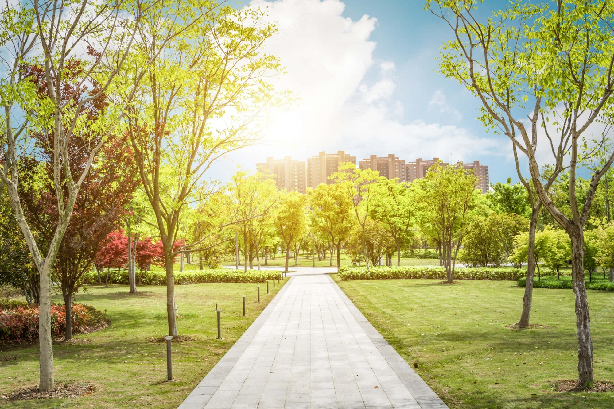 於寧靜公園景觀中尋找寧靜 壁紙 — 一條陽光普照的公園小徑，兩旁種滿鮮豔的綠色和紅色樹木，在明亮的藍天下通往遠處的公寓大樓。