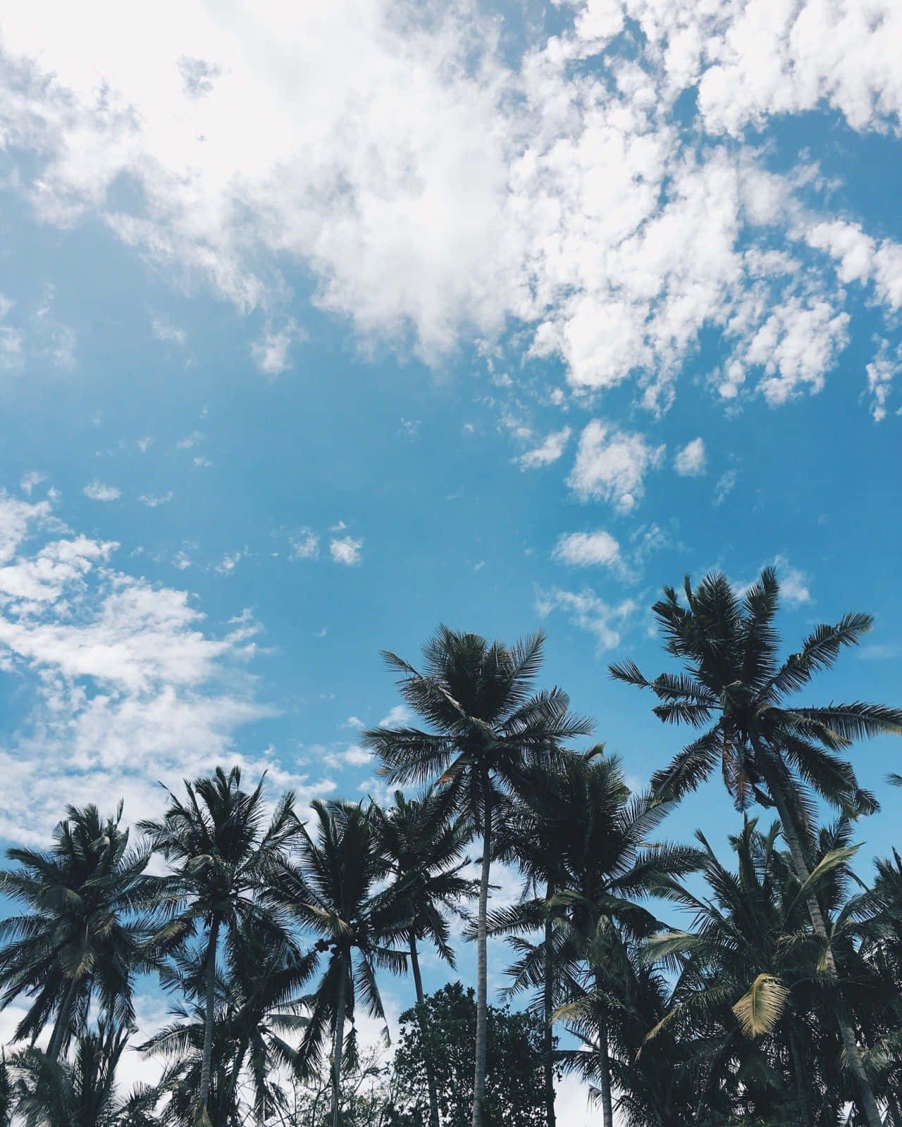 棕櫚樹映襯著佈滿白雲的明亮藍天