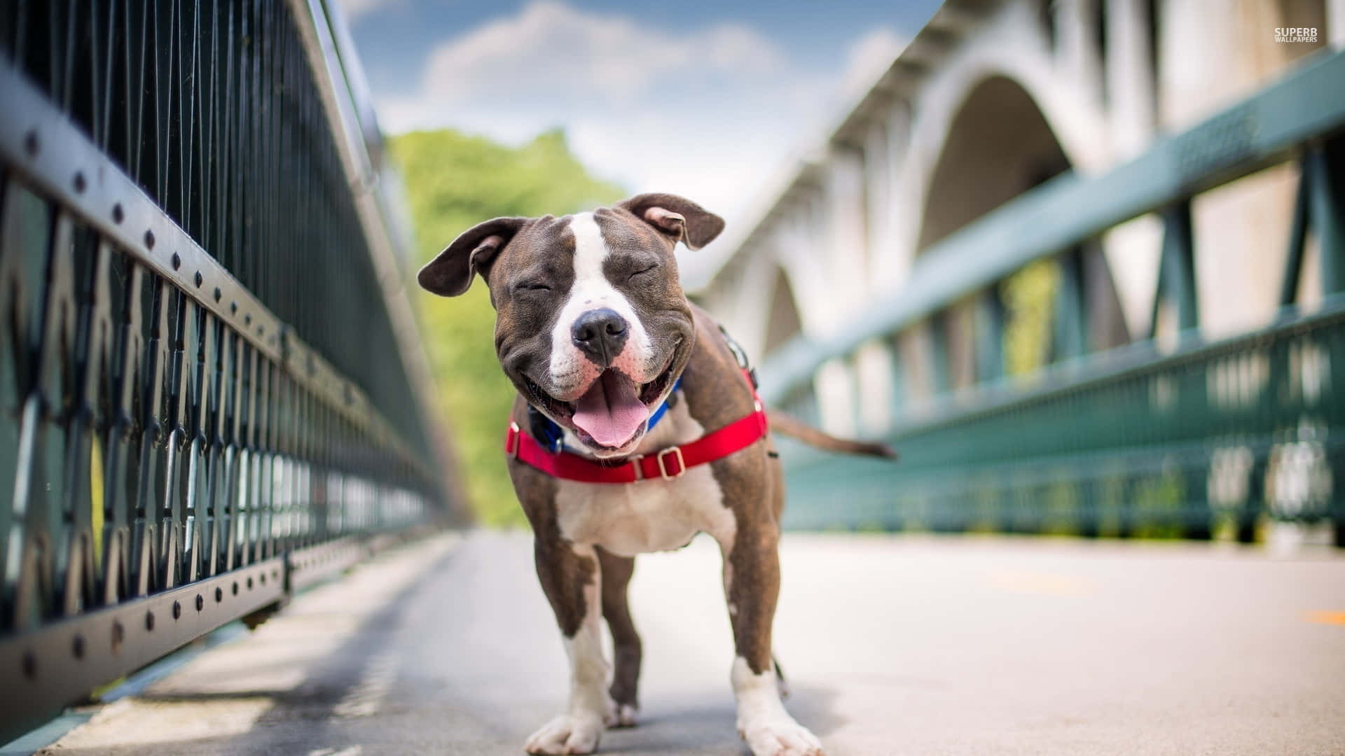 日光下威武的柴犬鬥牛犬 壁紙 — 一隻快樂的比特犬戴著紅色胸背帶，在拱形欄杆的橋上開心奔跑，天空湛藍。