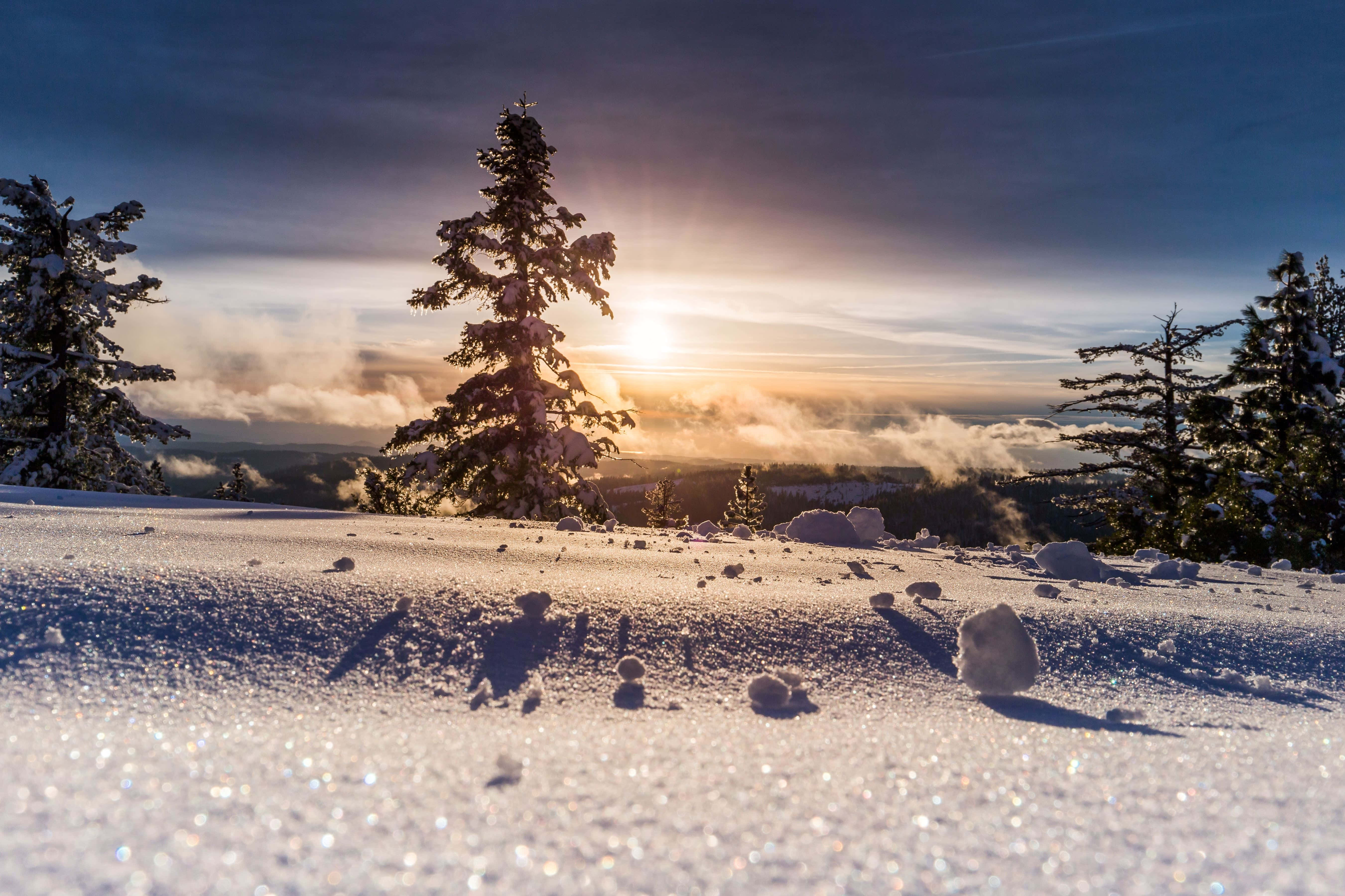 winter solstice 桌布 壁紙 — 日出在白雪覆蓋的松樹後閃耀，在雲海之上閃閃發光的霜凍田野上投下長長的影子。