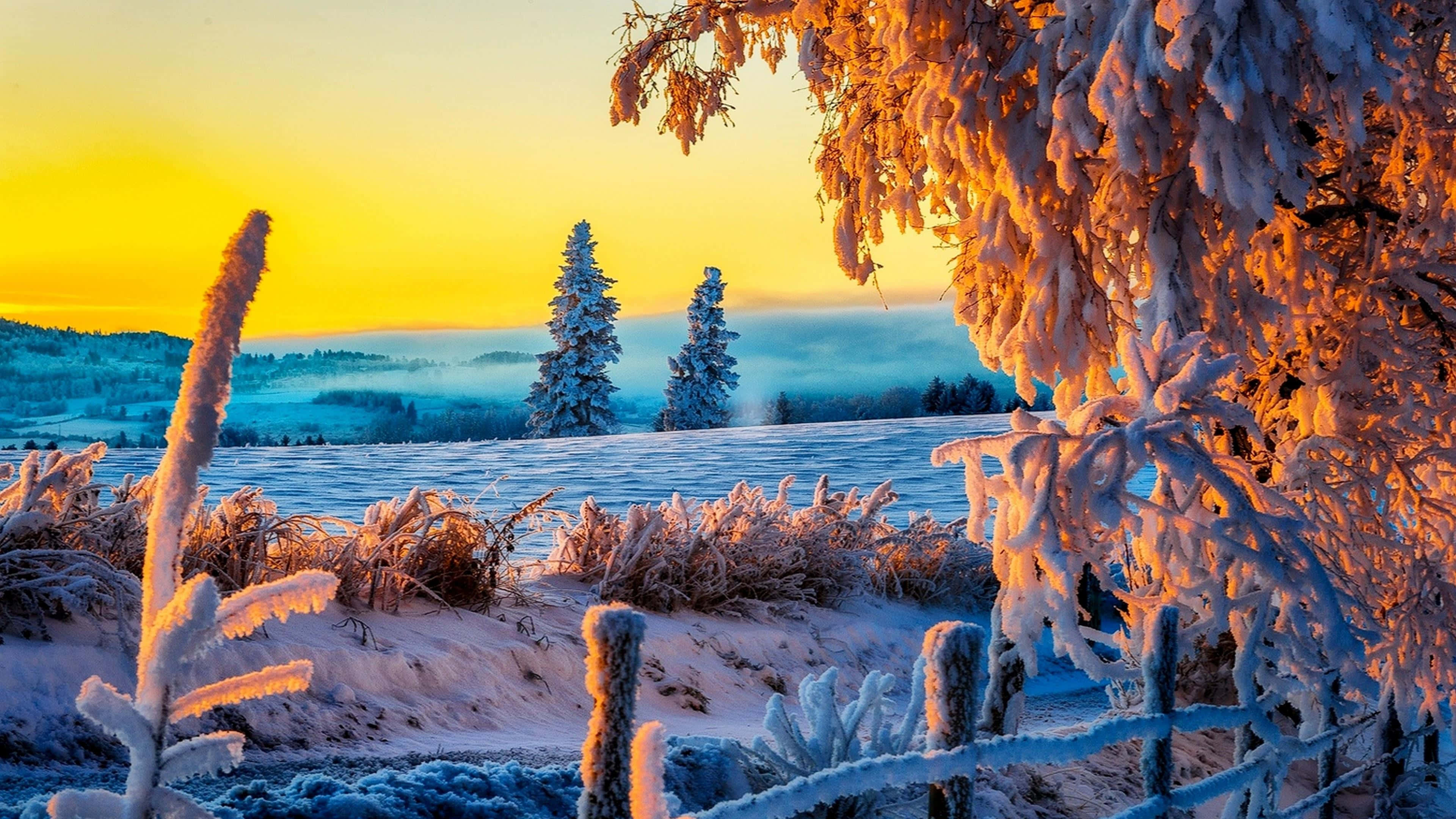 Winter Sunset 桌布 壁紙 — 日出將霜覆蓋的樹木和雪地染成溫暖的金色，映襯著清涼的藍色霧氣山谷。