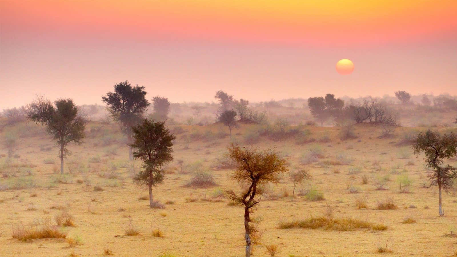 Rajasthan 桌布 壁紙 — 日出時分，溫暖的橙色天空下，一片寧靜的沙漠景觀，散落著樹木。