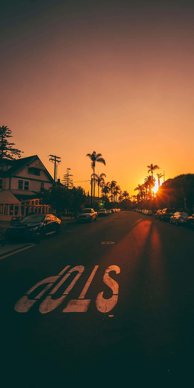 夕陽下的棕櫚樹街道，瀝青上漆有學校區域標誌。