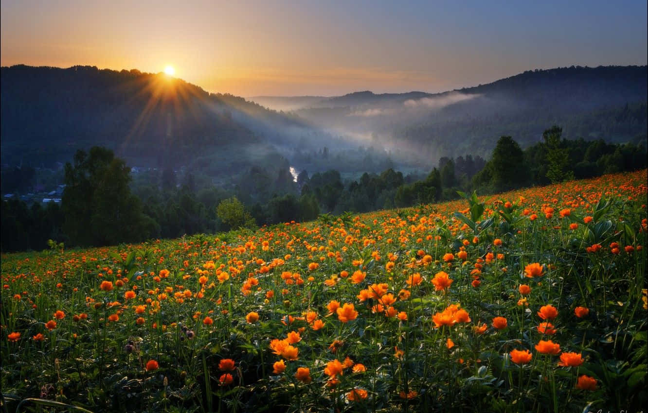 Meadow 桌布 壁紙 — 日出照亮了一片充滿活力的橙色花田，背景是霧氣瀰漫的山巒和蜿蜒的河流。