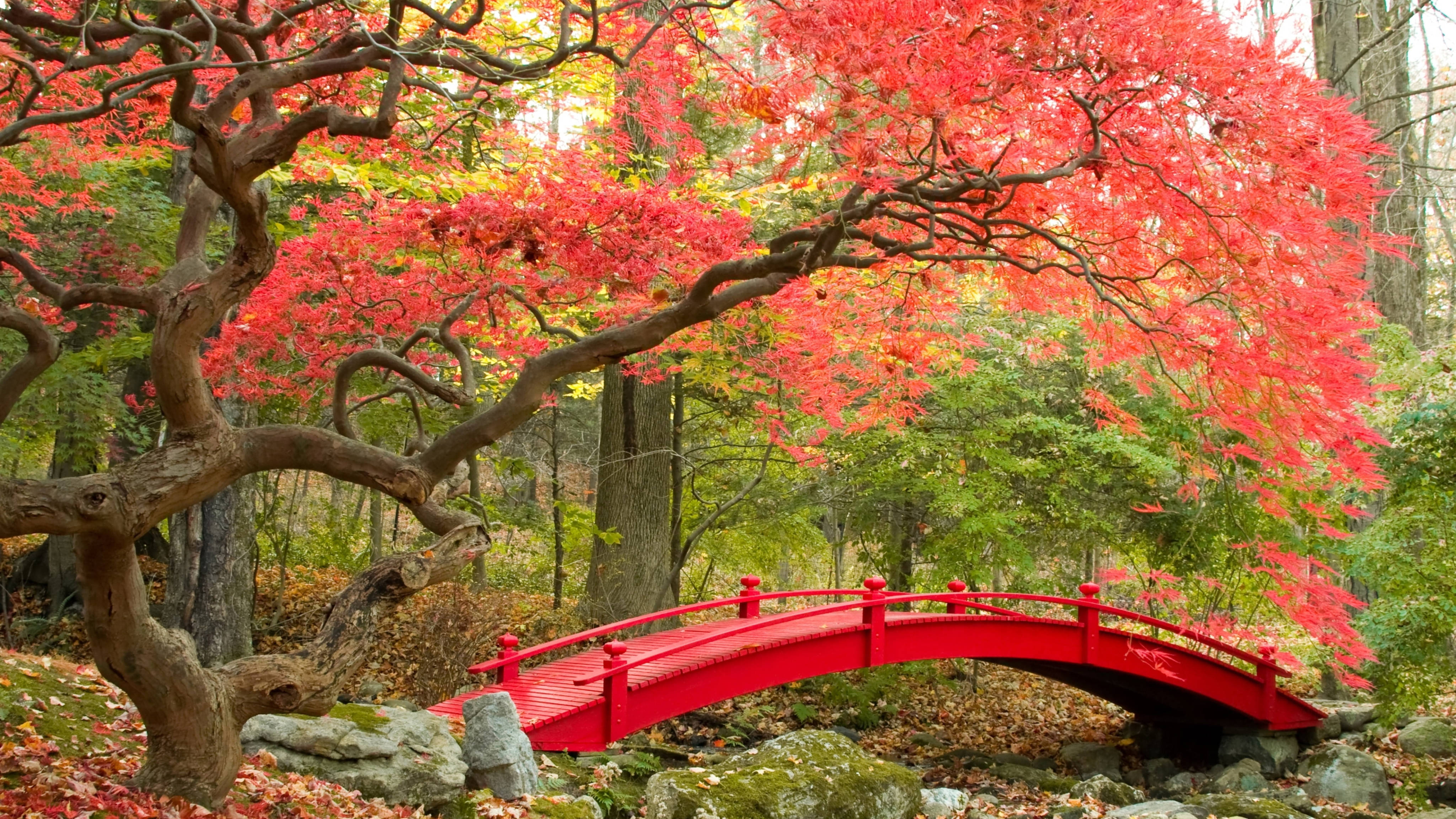日式庭園秋景 壁紙 — 在寧靜的秋日森林中，一座鮮紅色的拱橋在火紅的楓葉樹冠下優雅地彎曲。