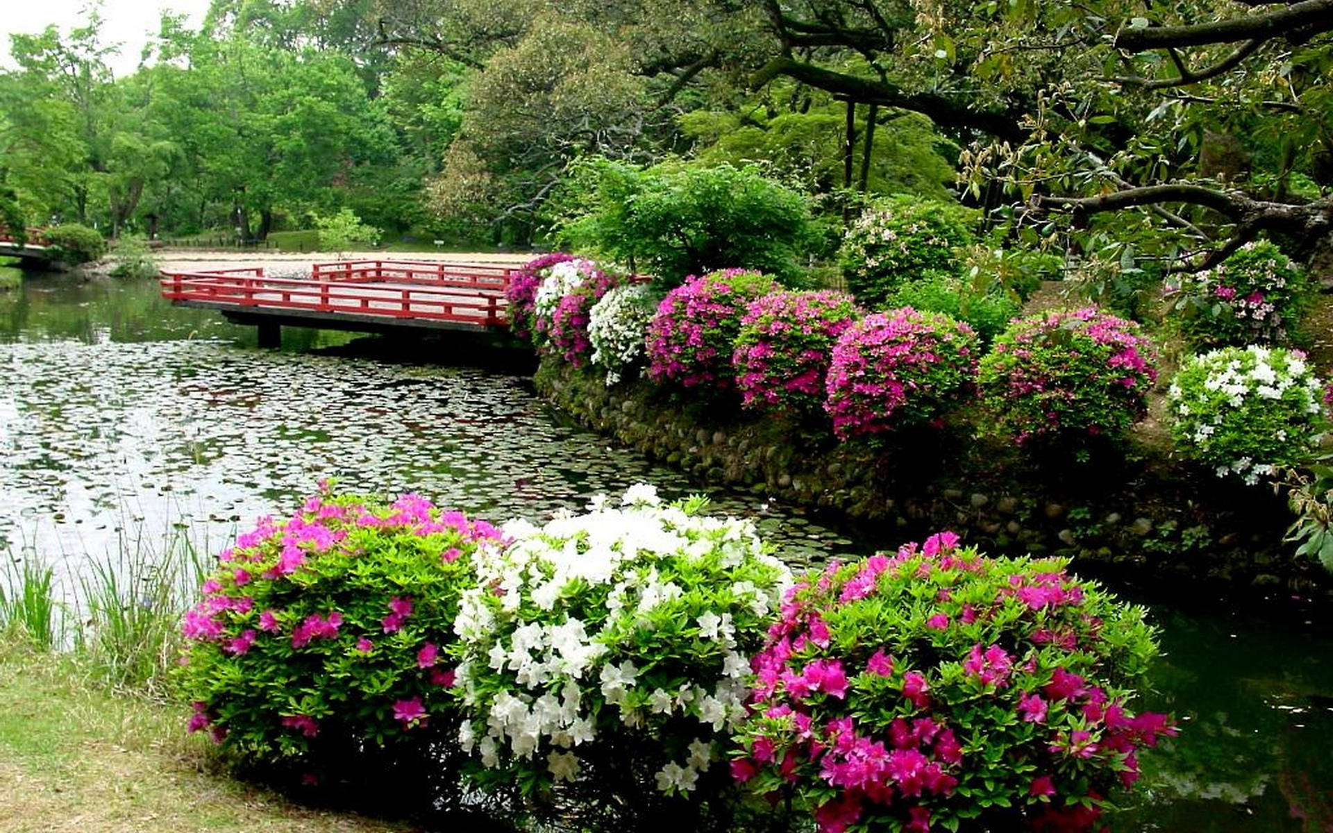 一個寧靜的花園，池塘邊有粉紅色和白色的杜鵑花，以及一座紅色木橋。