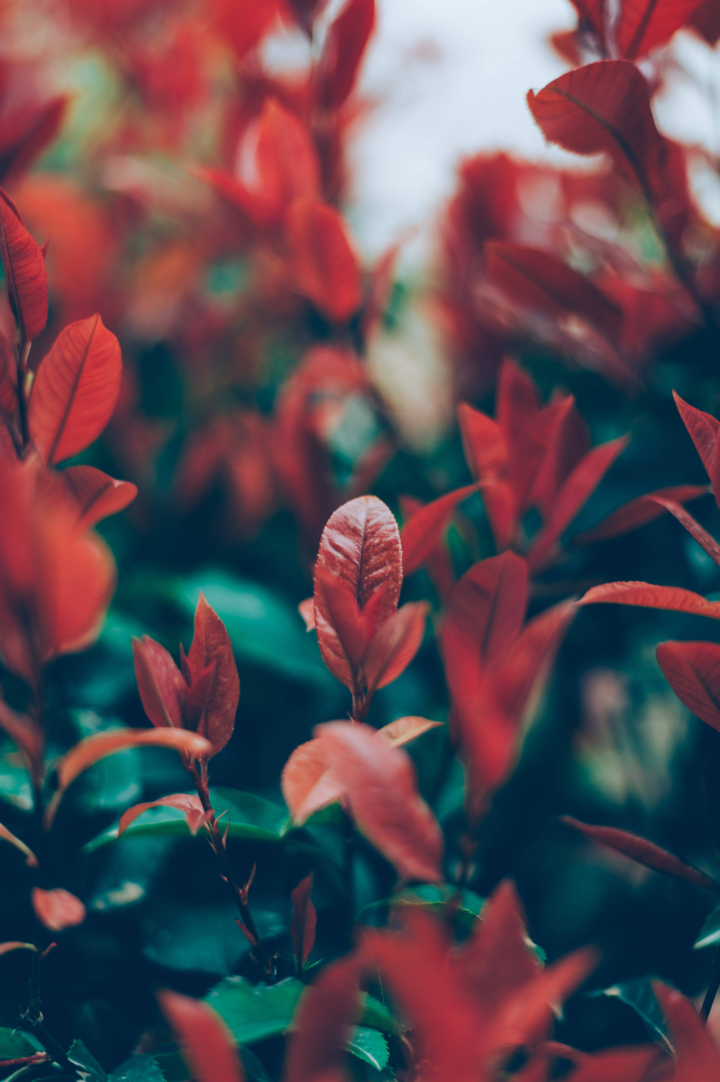 日本 Photinia 花安卓壁紙 壁紙 — 鮮豔的紅葉與深綠色陰影在柔和模糊的自然特寫中形成豐富對比。