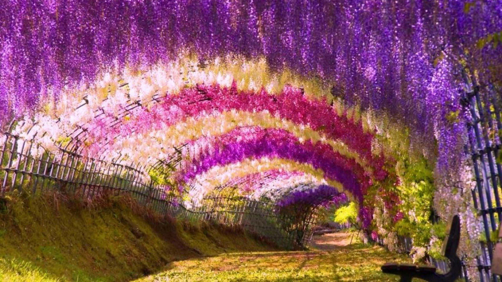 日本北九州市川崎紫藤花園圖 壁紙 — 一條充滿活力的紫藤花隧道，紫色、粉紅色和白色的花朵如瀑布般垂下，拱形覆蓋在陽光普照的草地上。