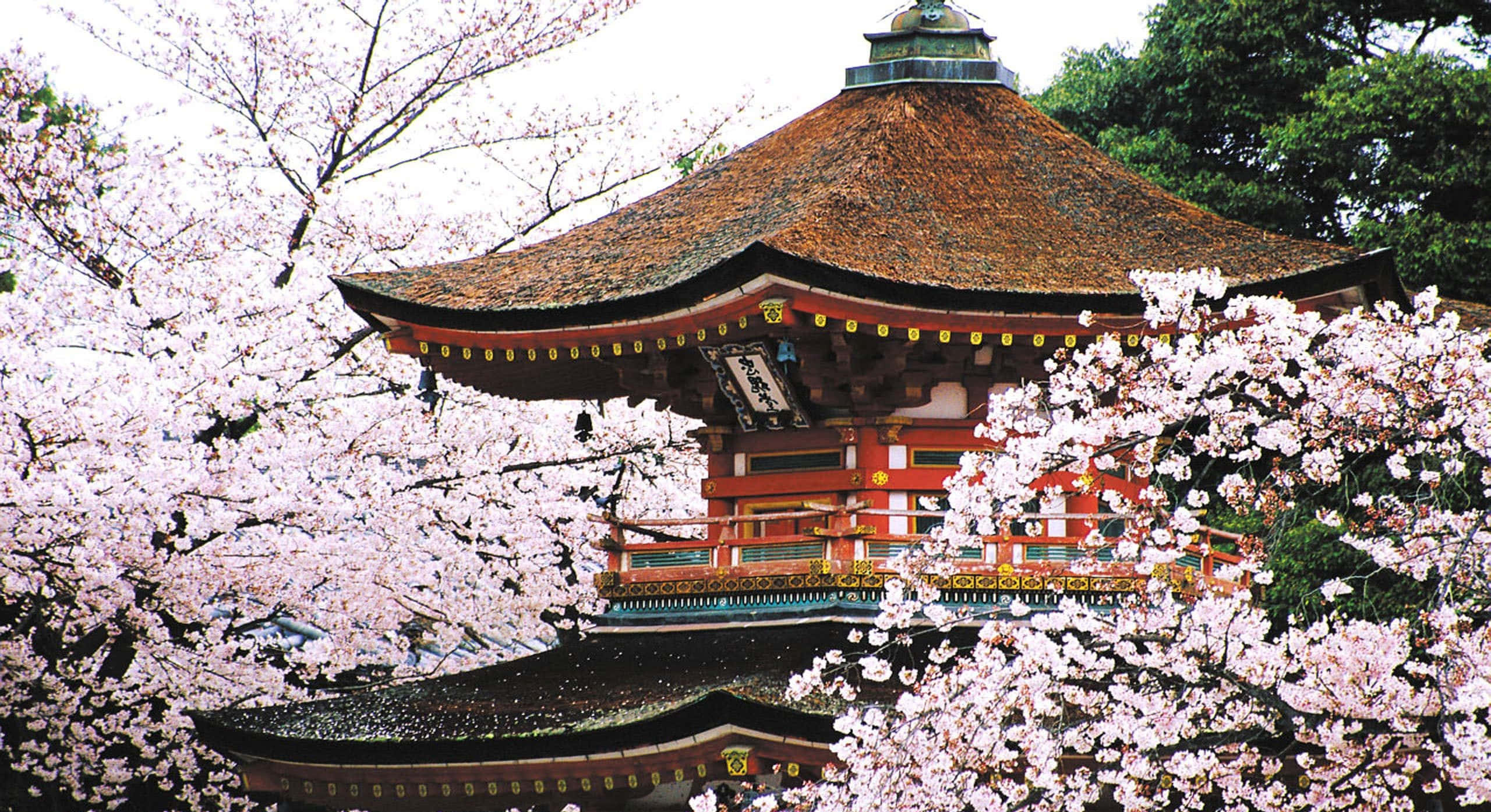 日本北海道翡翠湖美景 壁紙 — 一座傳統日本寺廟，帶有紅色和金色點綴，被盛開的粉紅櫻花環繞，襯托著柔和天空。