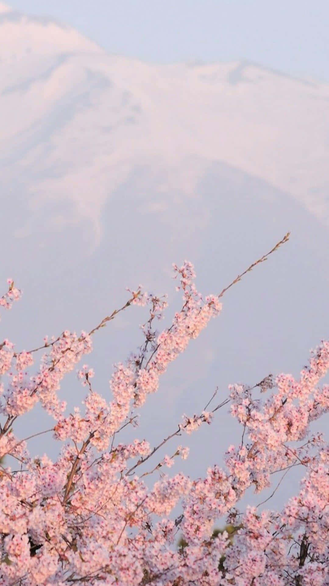 蒼白天空下，積雪山峰前的粉紅色櫻花。