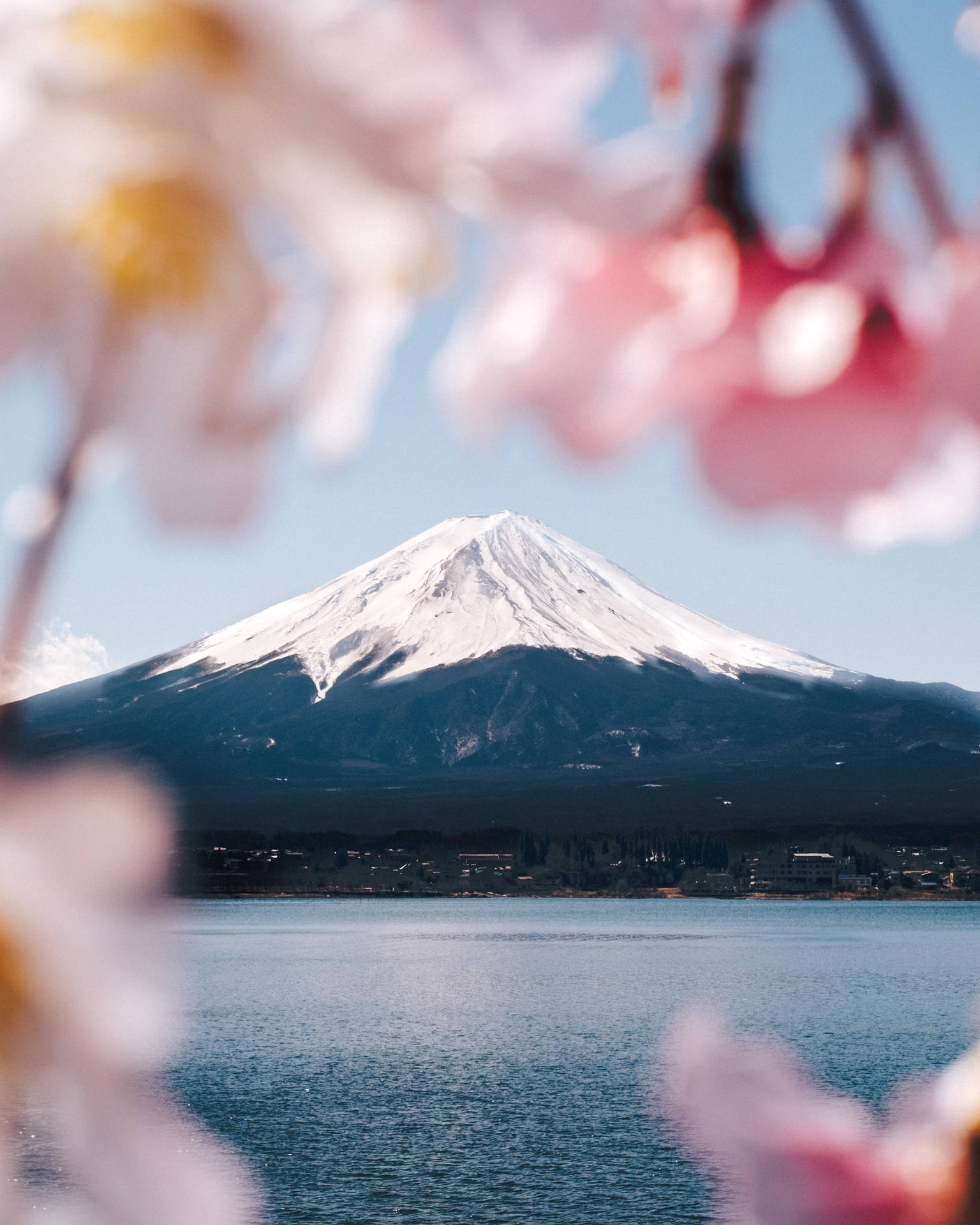 透過櫻花觀賞富士山，前景是湖泊。