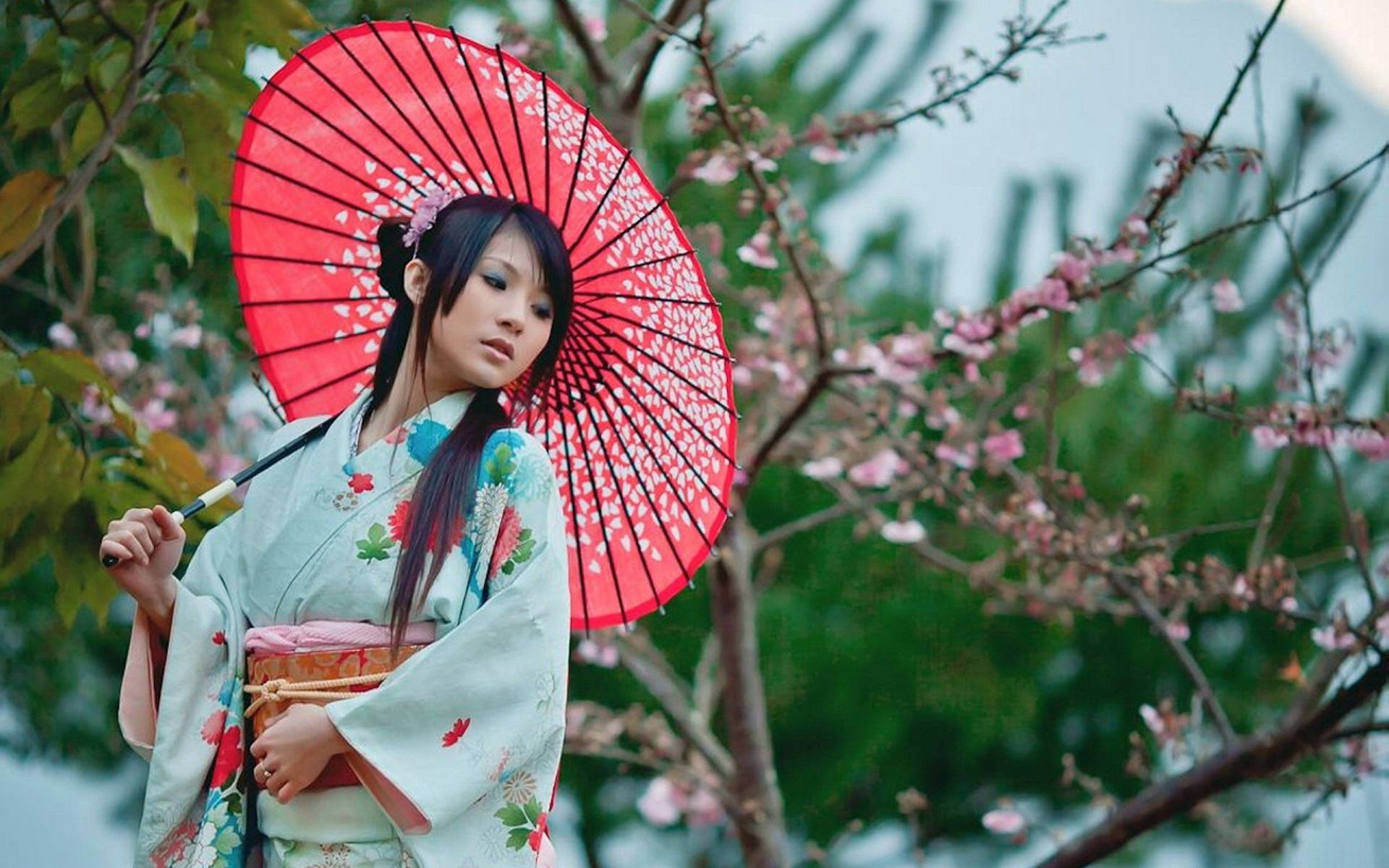 花卉和服女士在櫻花下拿著紅色陽傘。