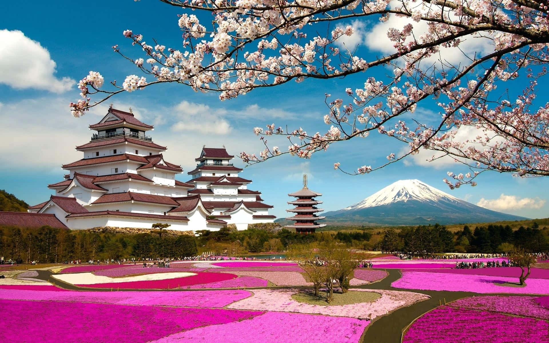 日本城堡與櫻花和富士山，背後是粉紅色花田。