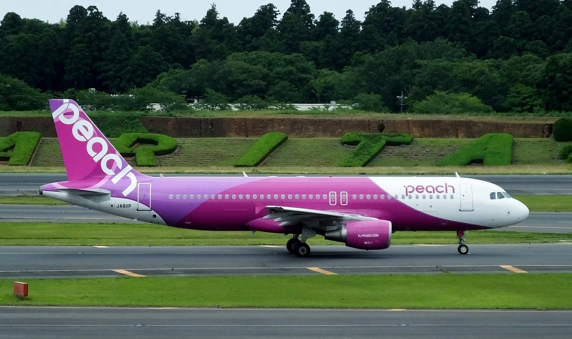 日本成田機場的樂桃航空客機 壁紙 — 一架鮮粉紅色的Peach Airlines空中巴士A320在跑道上滑行，背景有茂密的綠色樹木和大型草地字母拼出「APITA」。